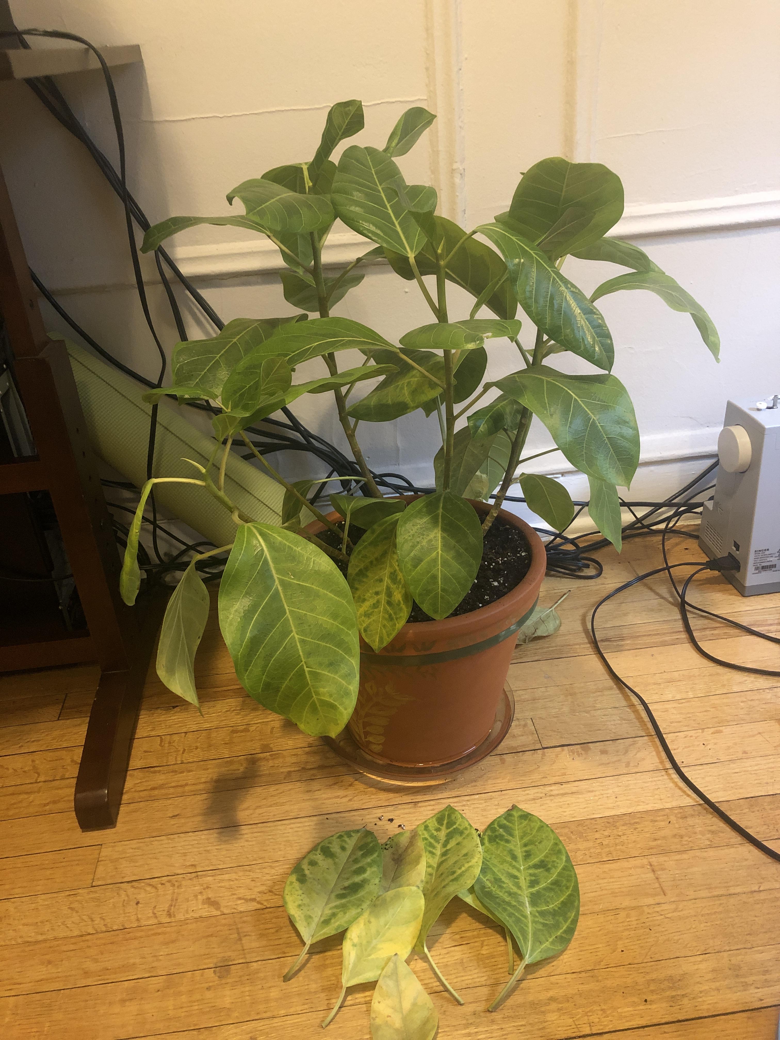 My Ficus Audrey has some droopy/splotchy yellow leaves and is dropping