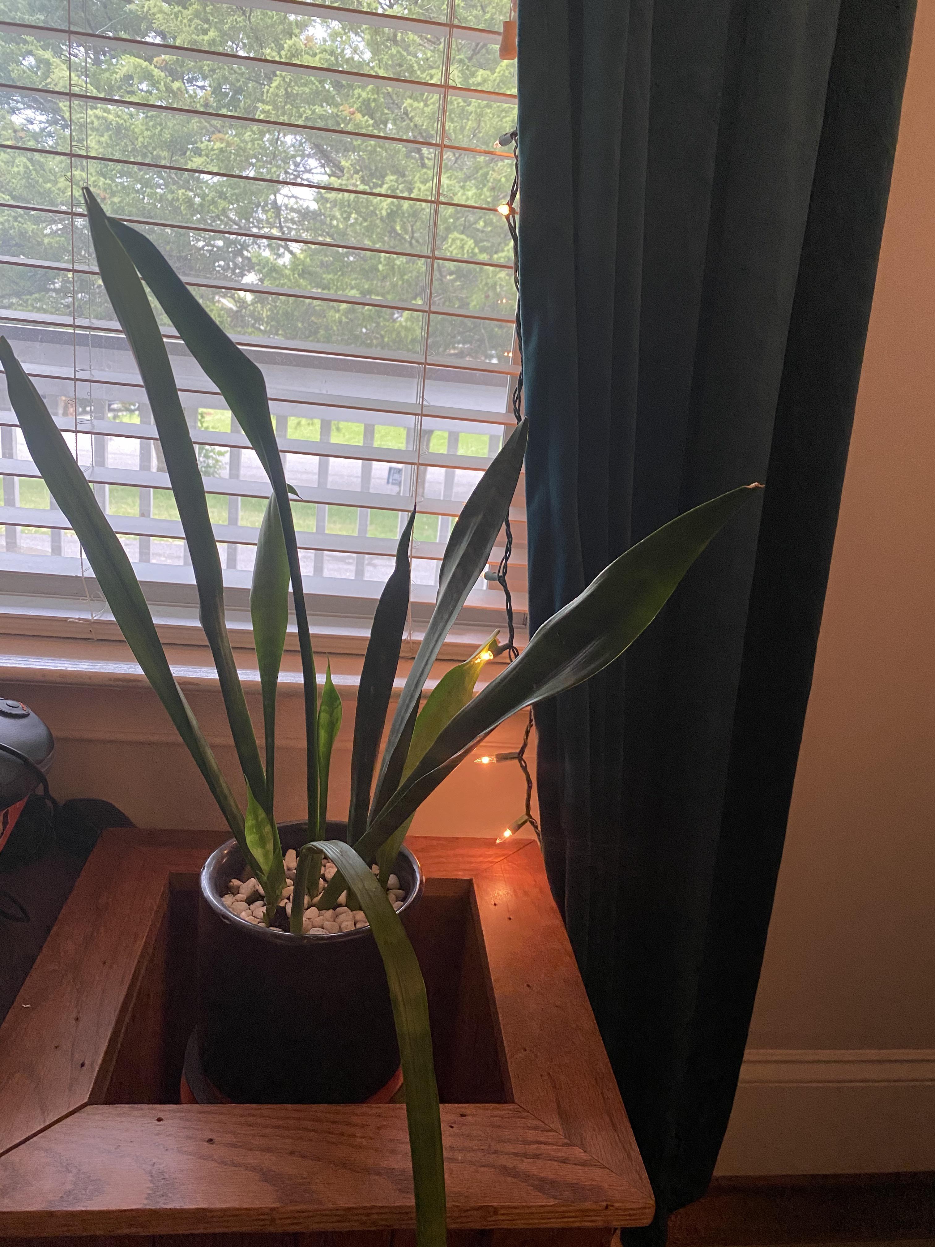 My snake plant needs help! Any advice? She gets indirect sunlight all