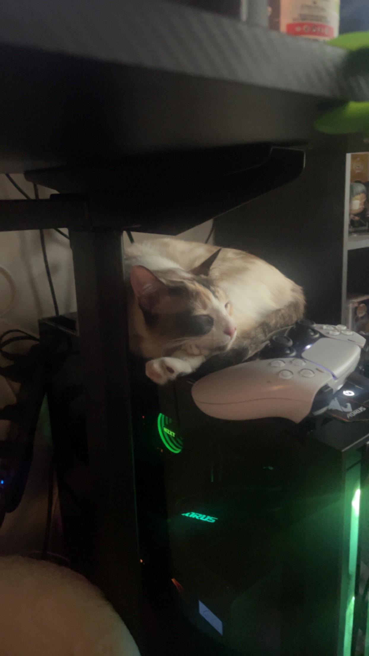 The most expensive cat bed I could afford! r/pcmasterrace