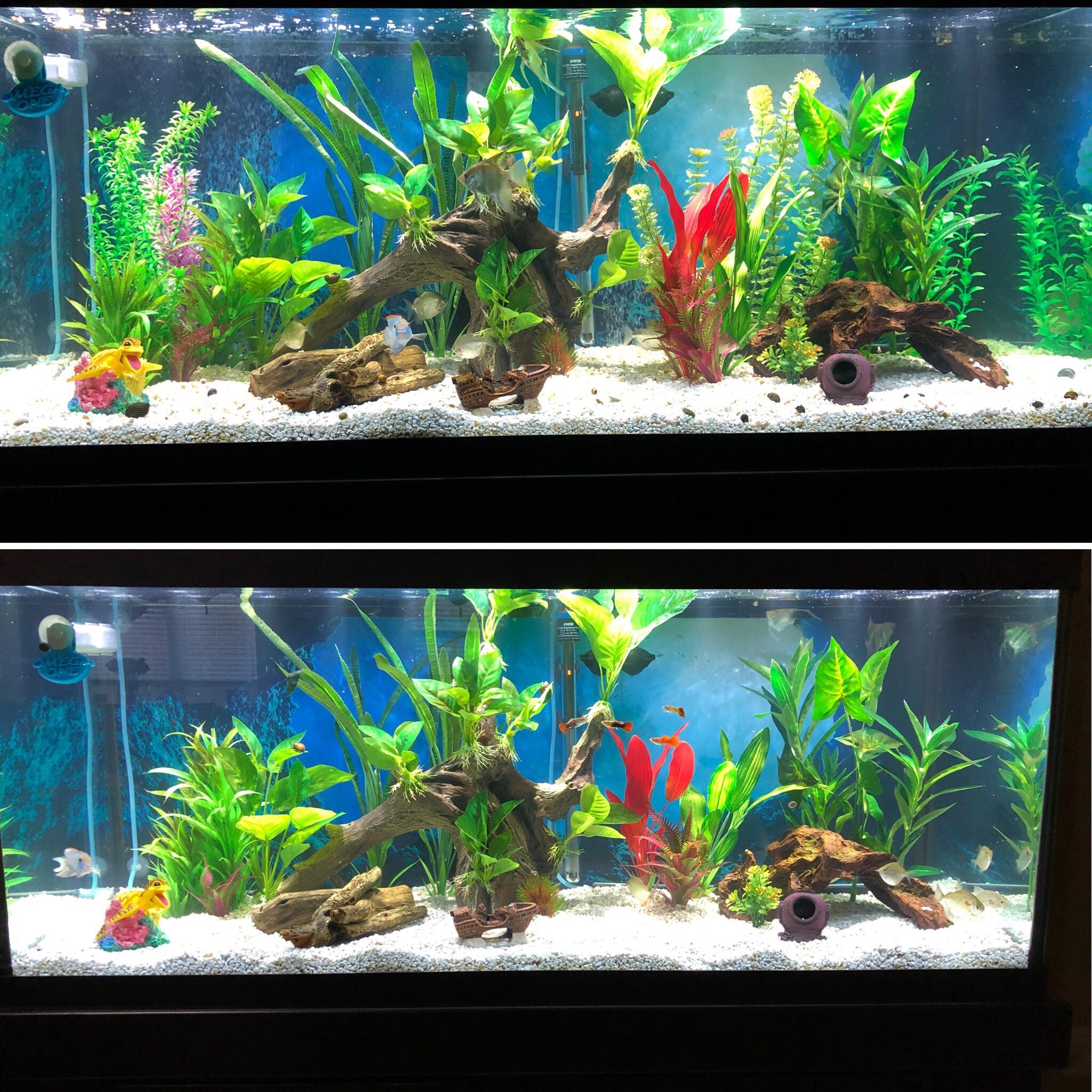 75g tank small rescape (all fake plants and decor until I find a new