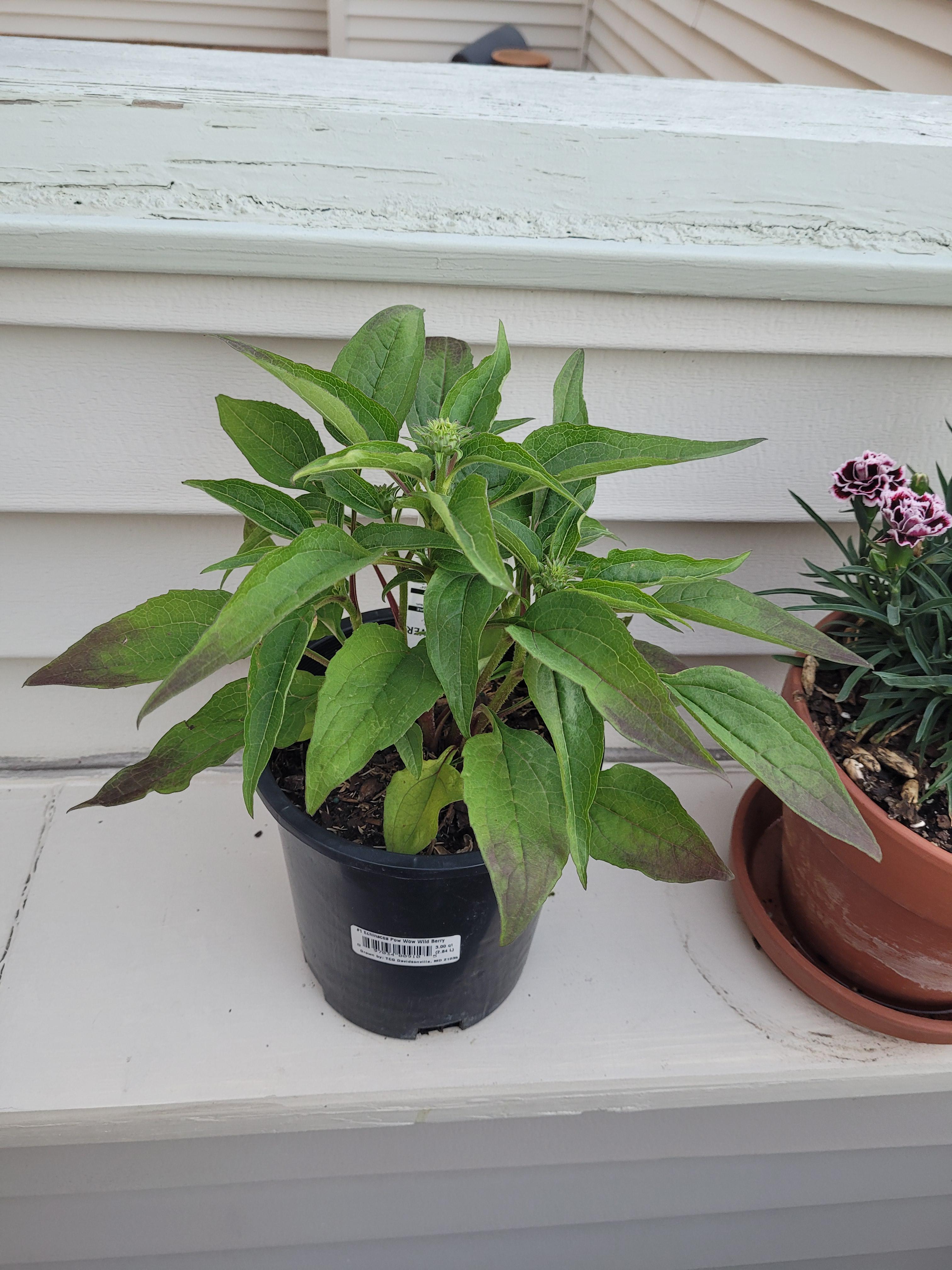 my coneflower leaves are dark at the ends, does anyone know why? r