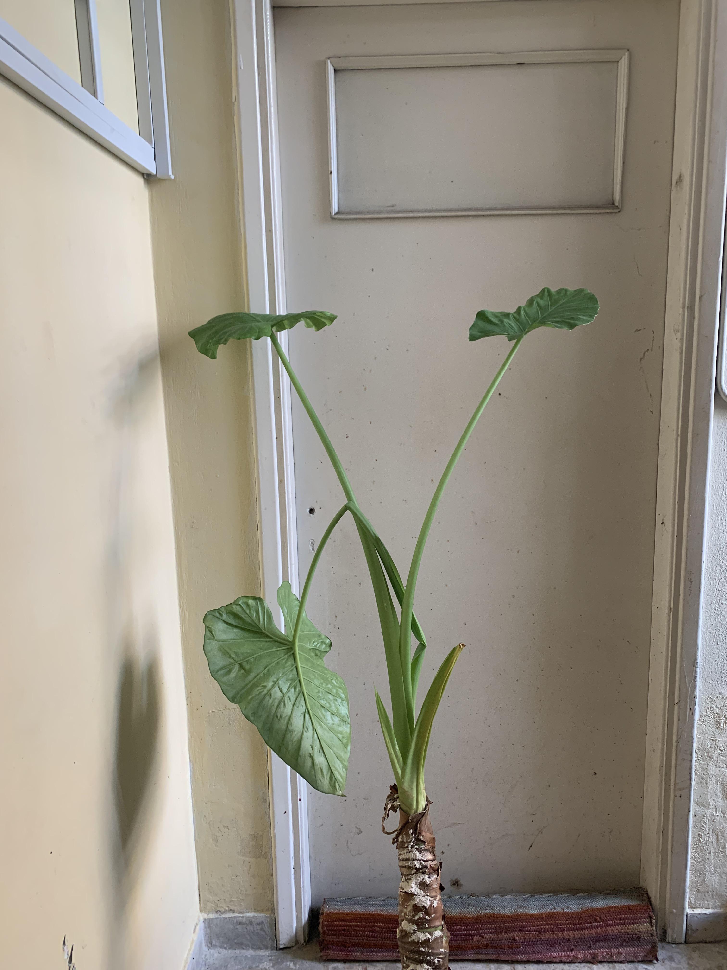 Why is my elephant ear plant not supporting the bigger leaves? It’s the