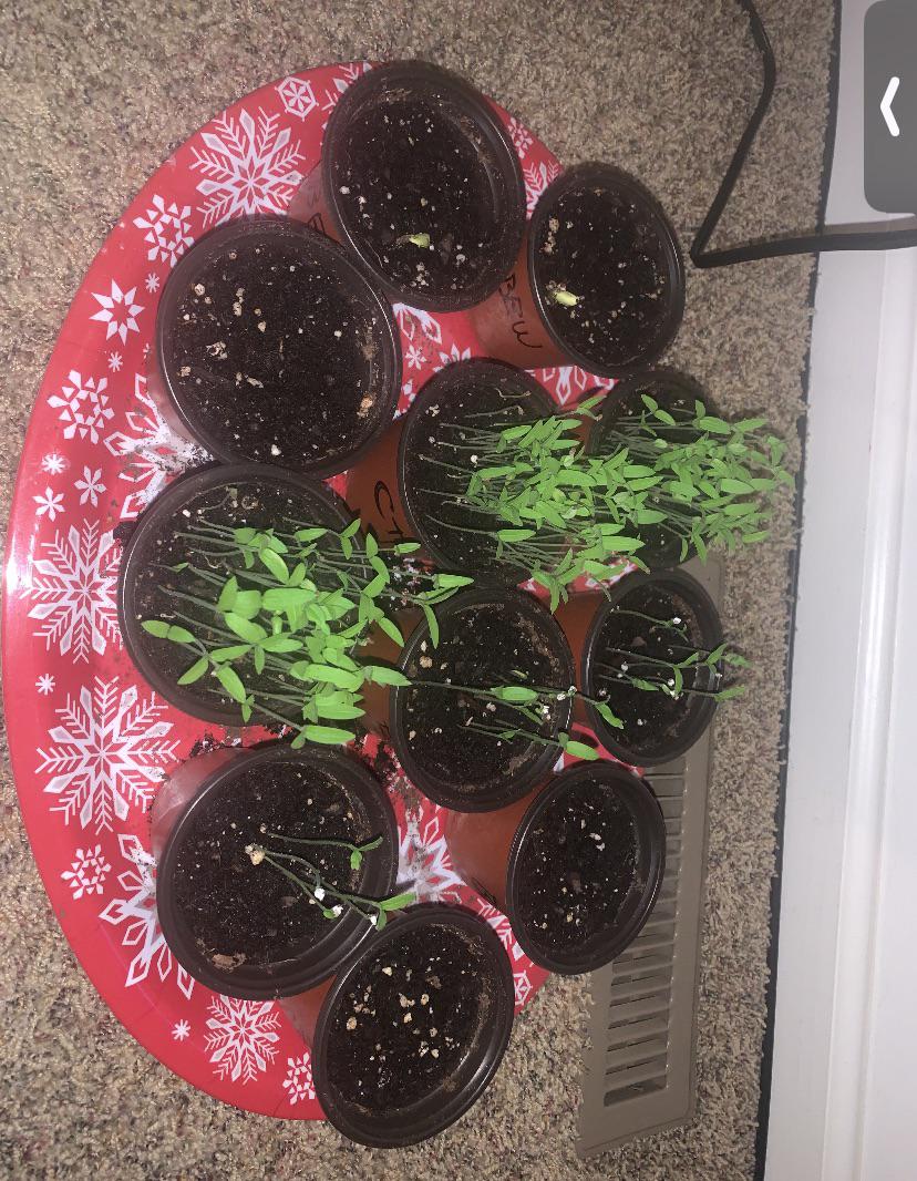 This is my first time starting seedlings indoors. They are baby