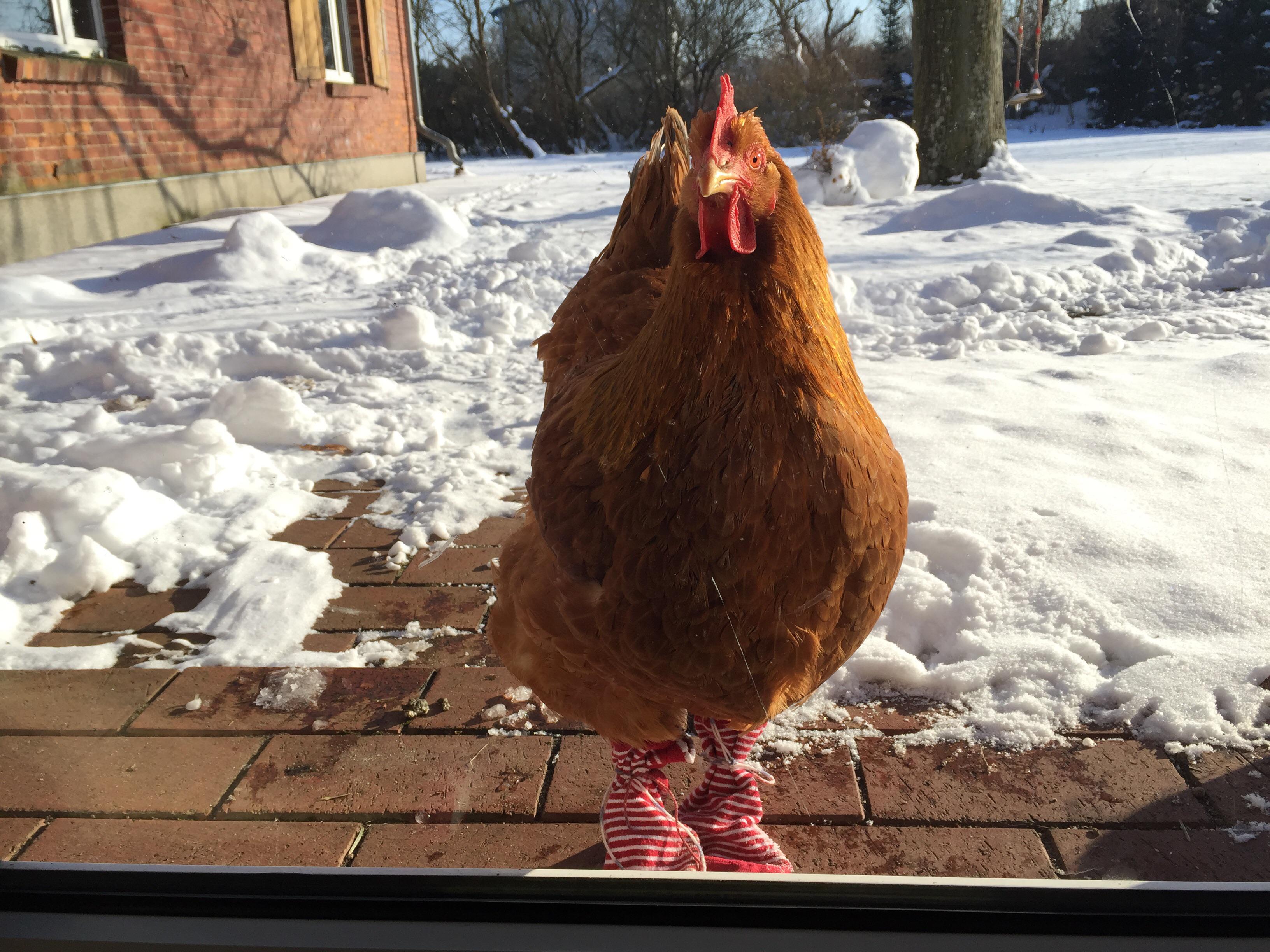 Last winter I put socks on my chickens feet so they wouldn't get cold