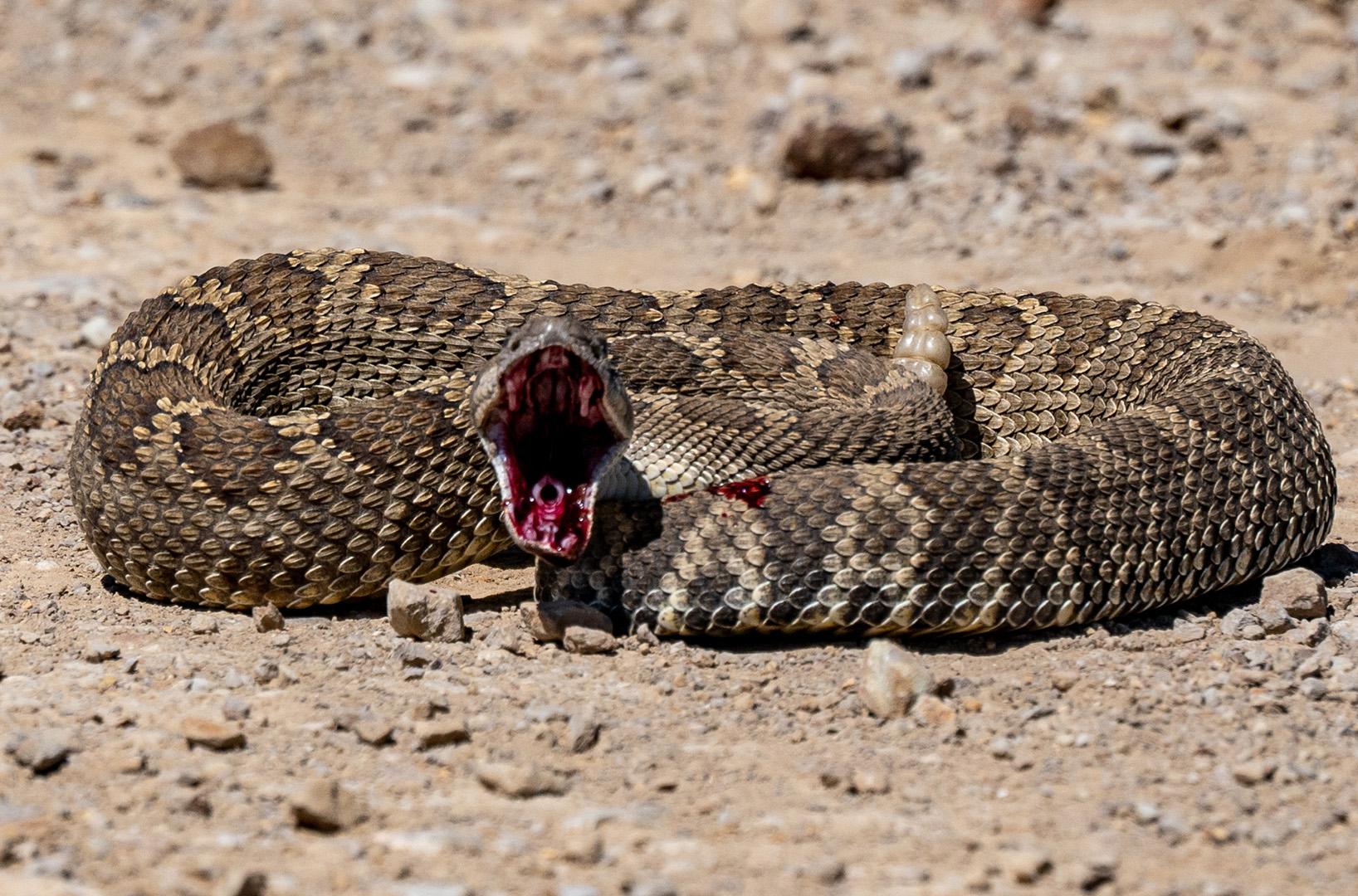 1320 best Rattlesnake images on Pholder Herpetology, Natureismetal