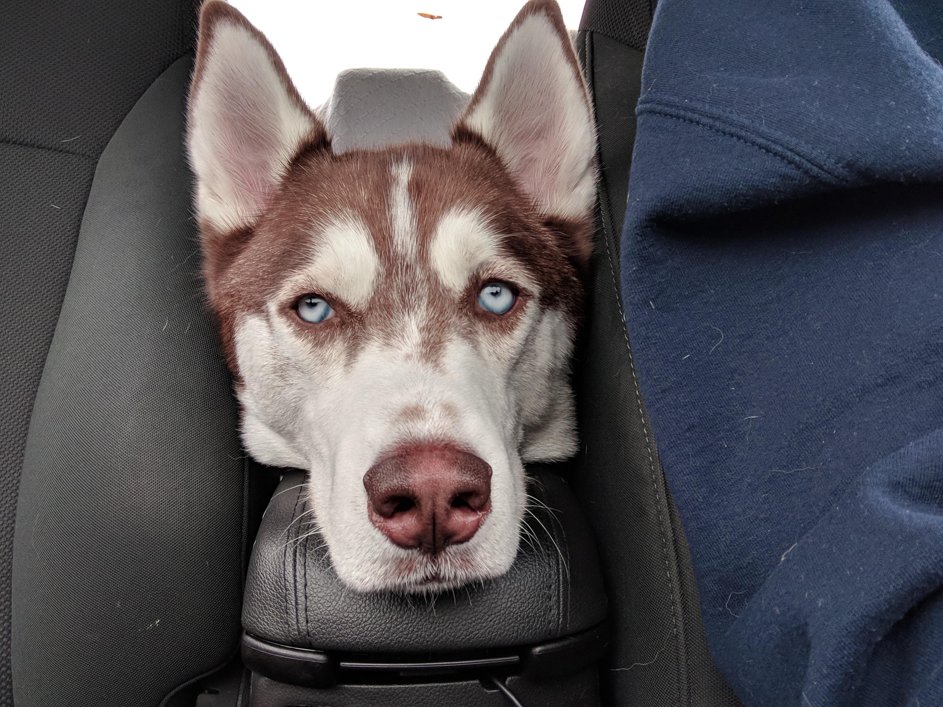 Where he keeps his head while were driving. r/husky
