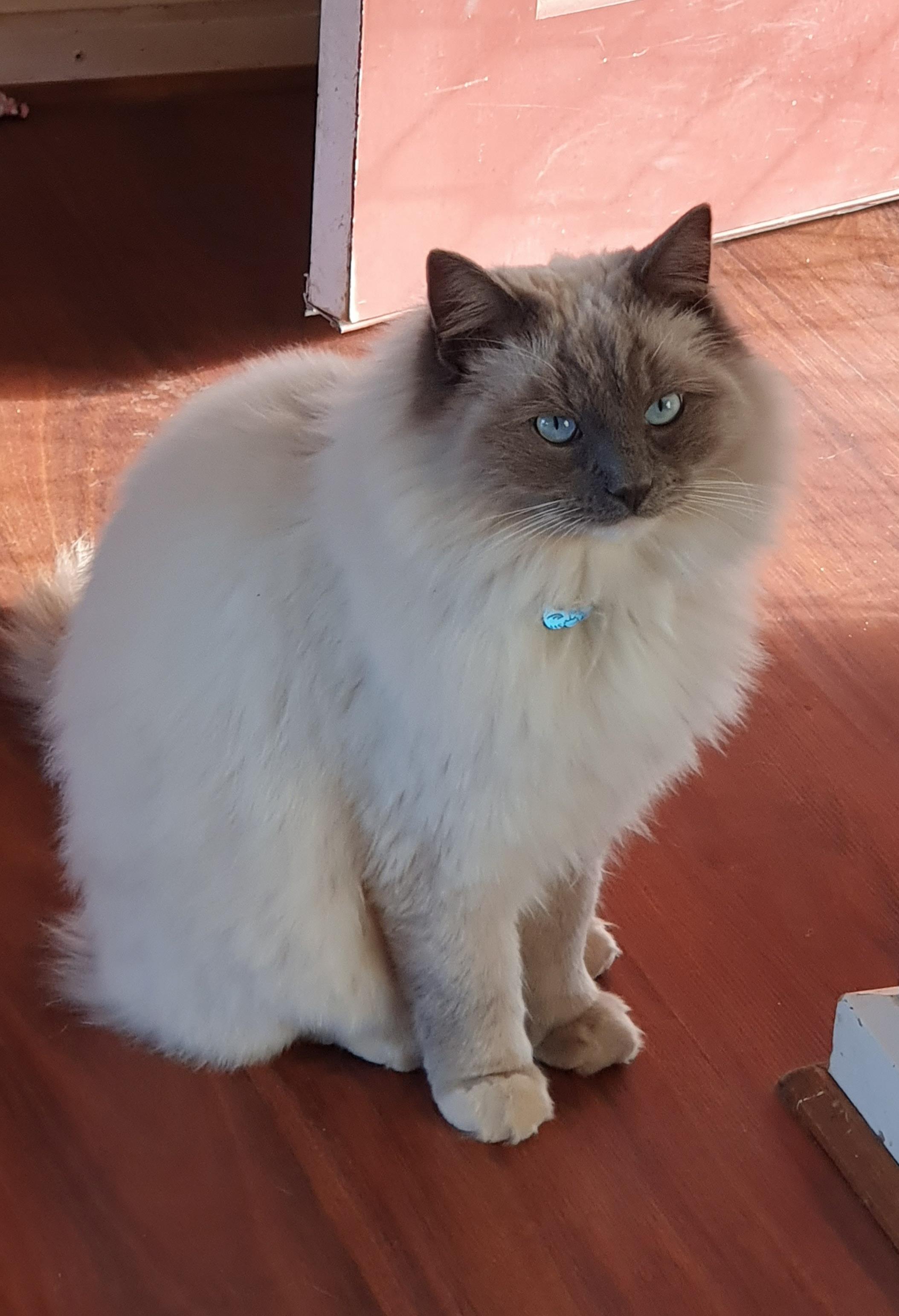 My beautiful boy Leo with his fluffy winter coat. cats