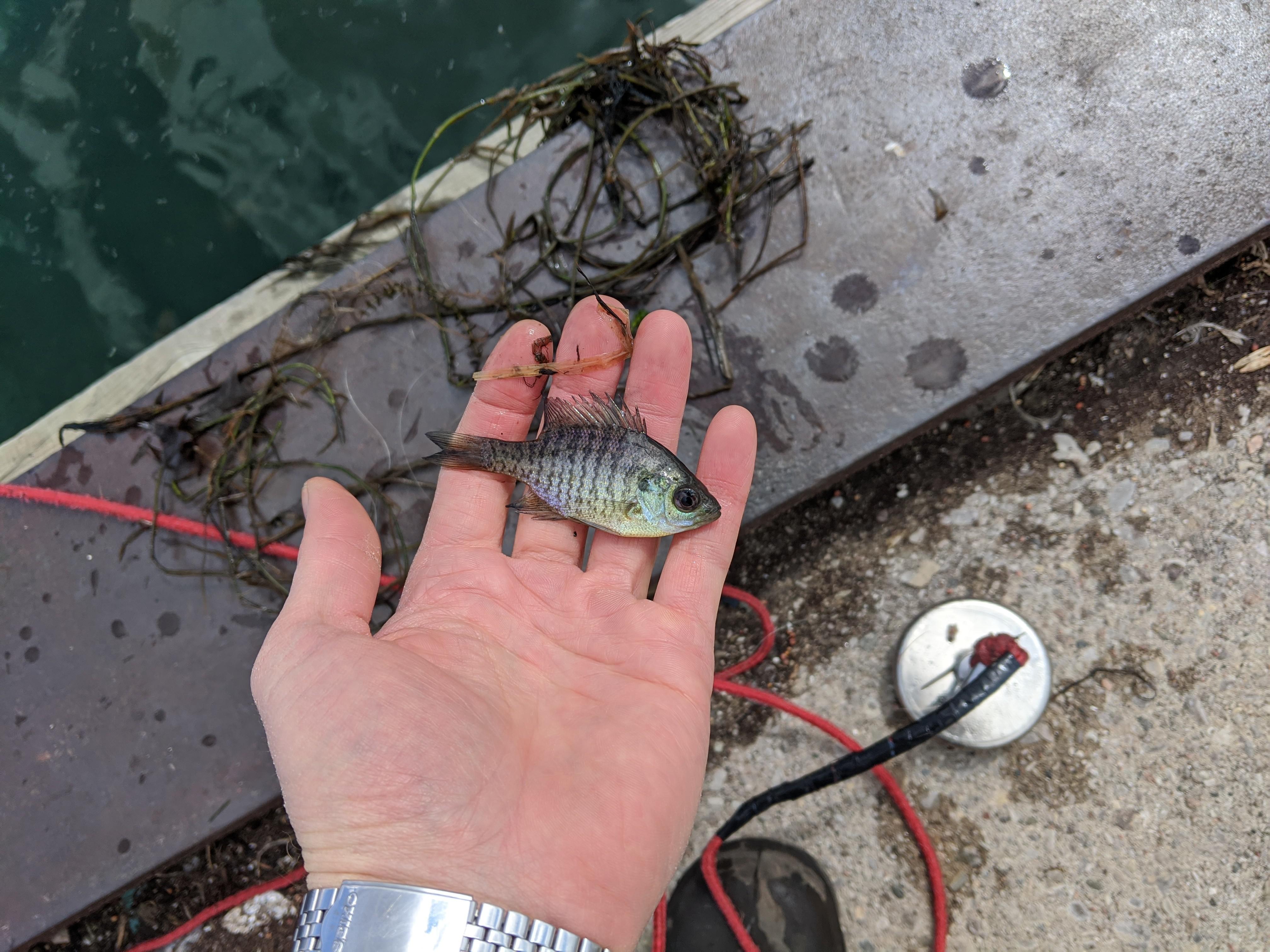 I caught a micro fish while fishing.