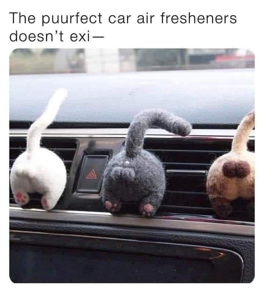 Cat air fresheners anyone? r/FunnyAnimals