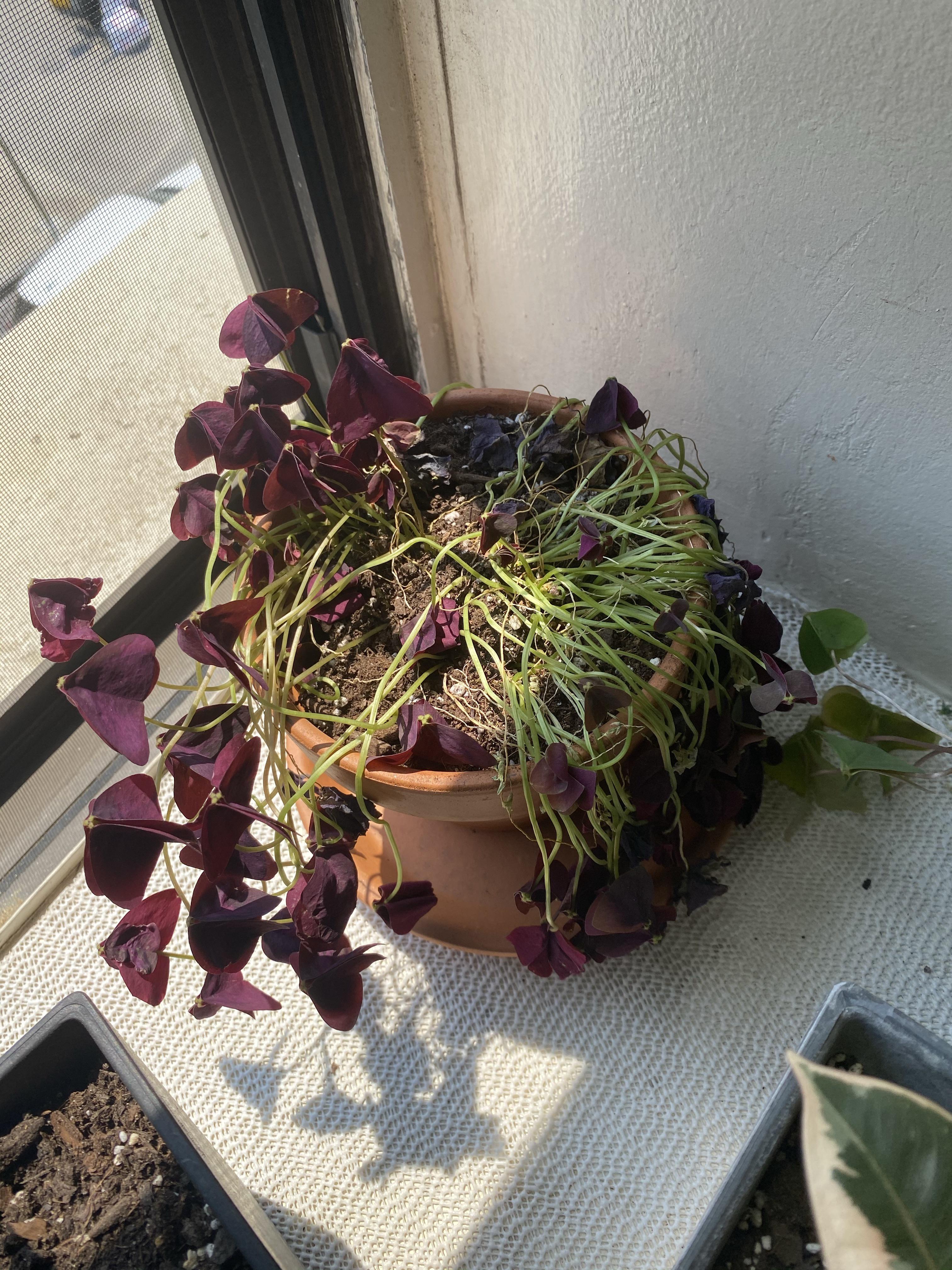 Shamrock Oxalis doing the most... or the least after a repot. r