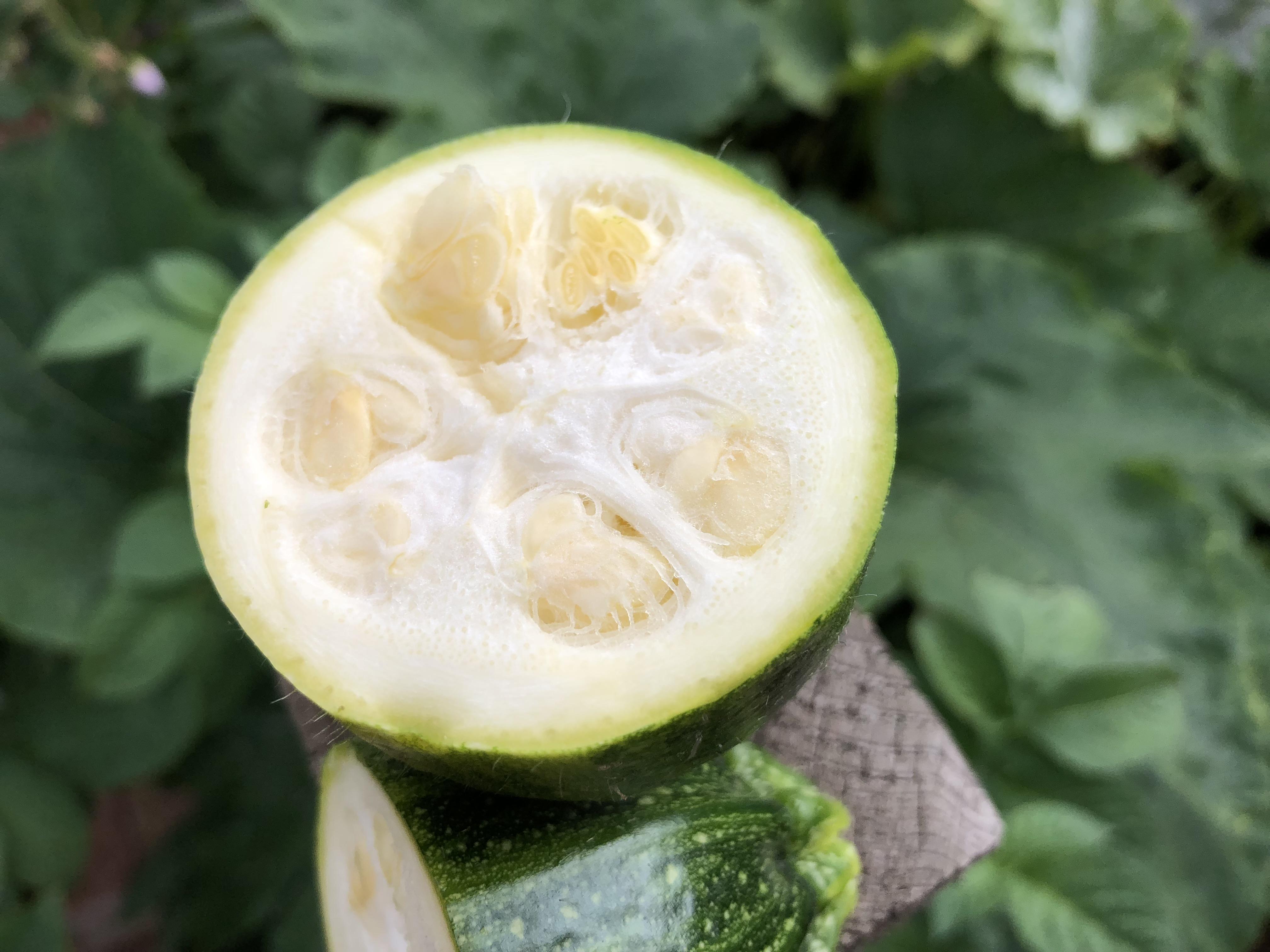 Courkin or Pumpette? So found out that pumpkins and courgettes can