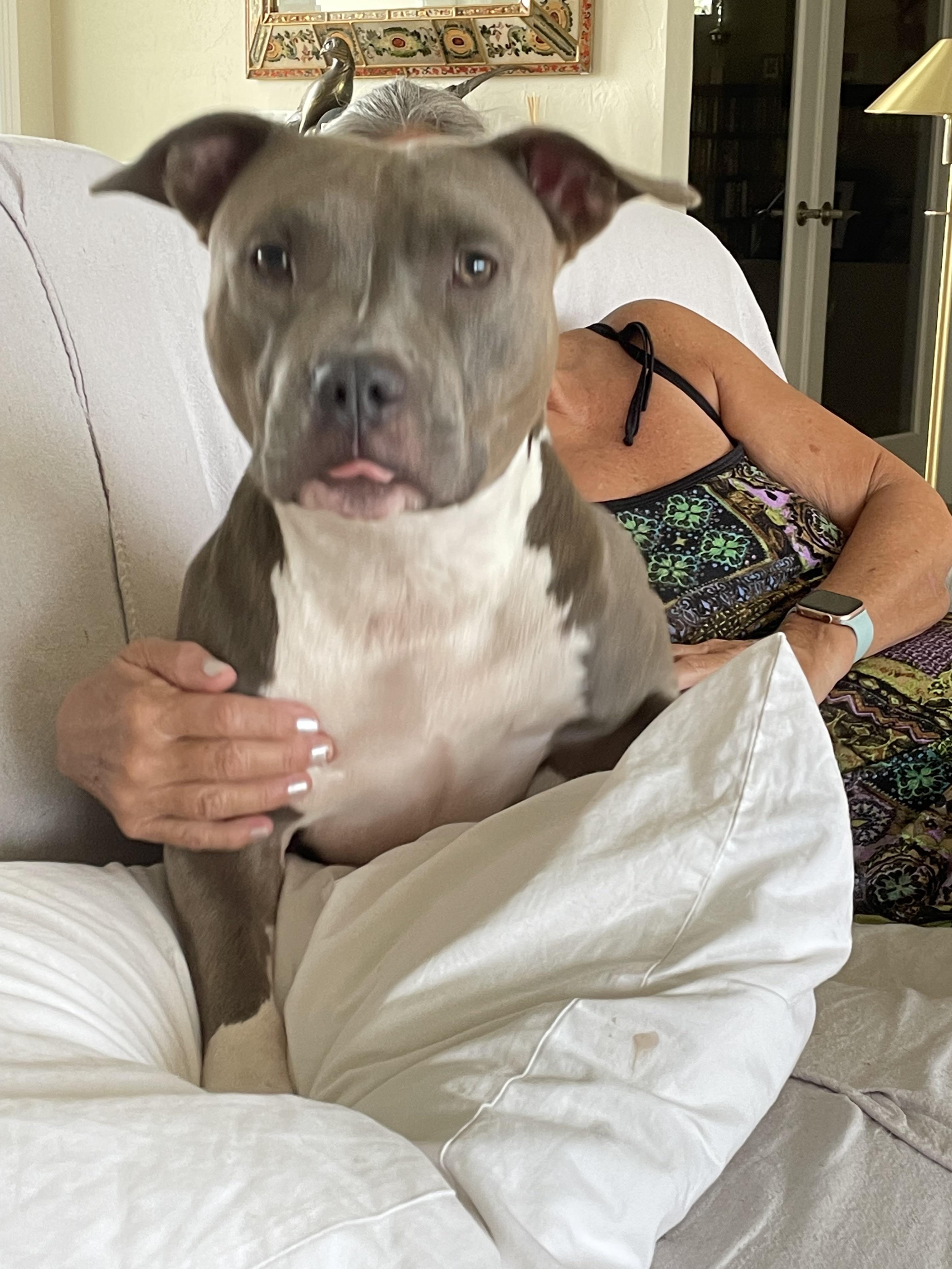 Staffordshire and Pit Bull Terriers ranked 4 of 15 most affectionate