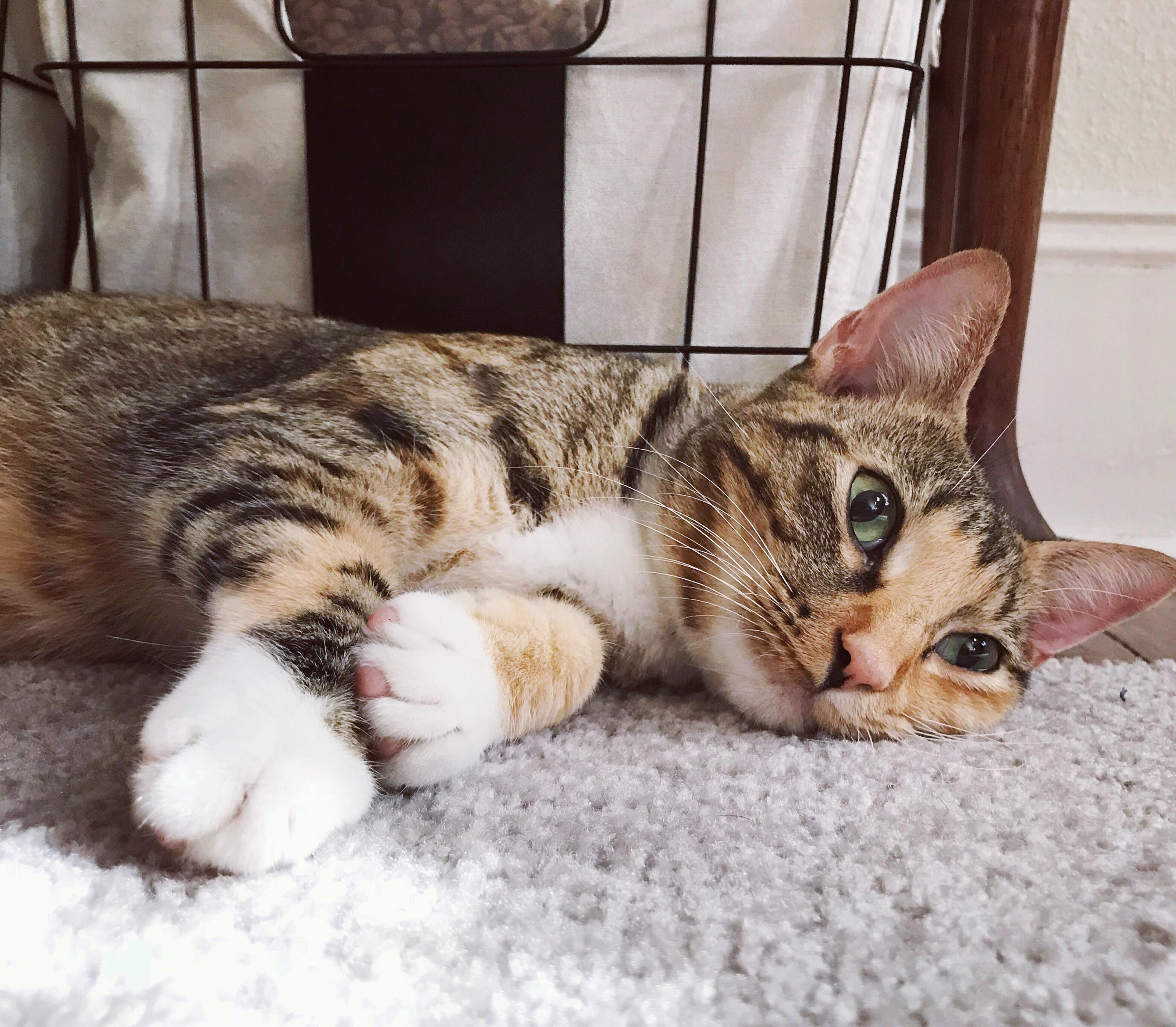 My best friend is going through a lot. Tore her CCL, scratched up her