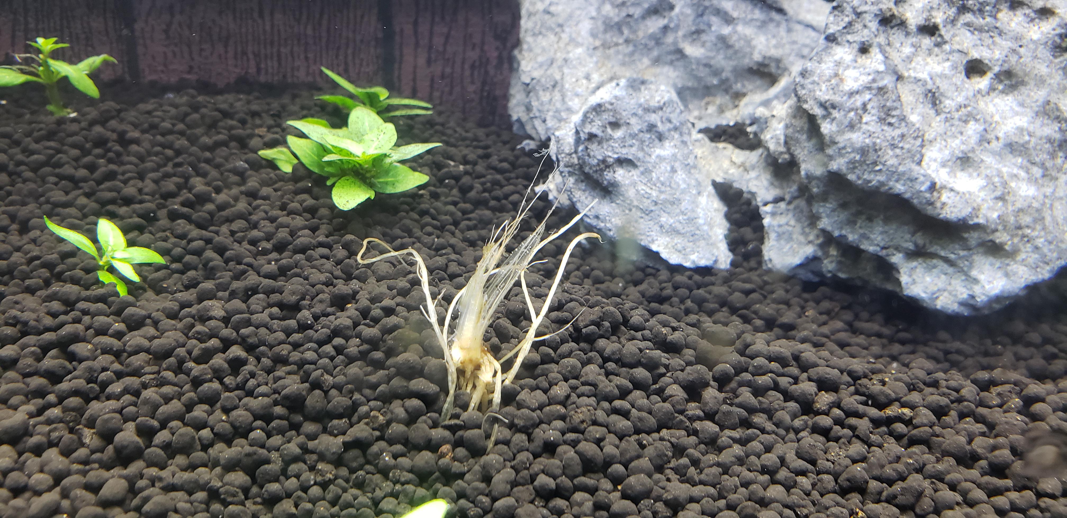 Why is my Amazon sword dead/dying but everything else is thriving? And