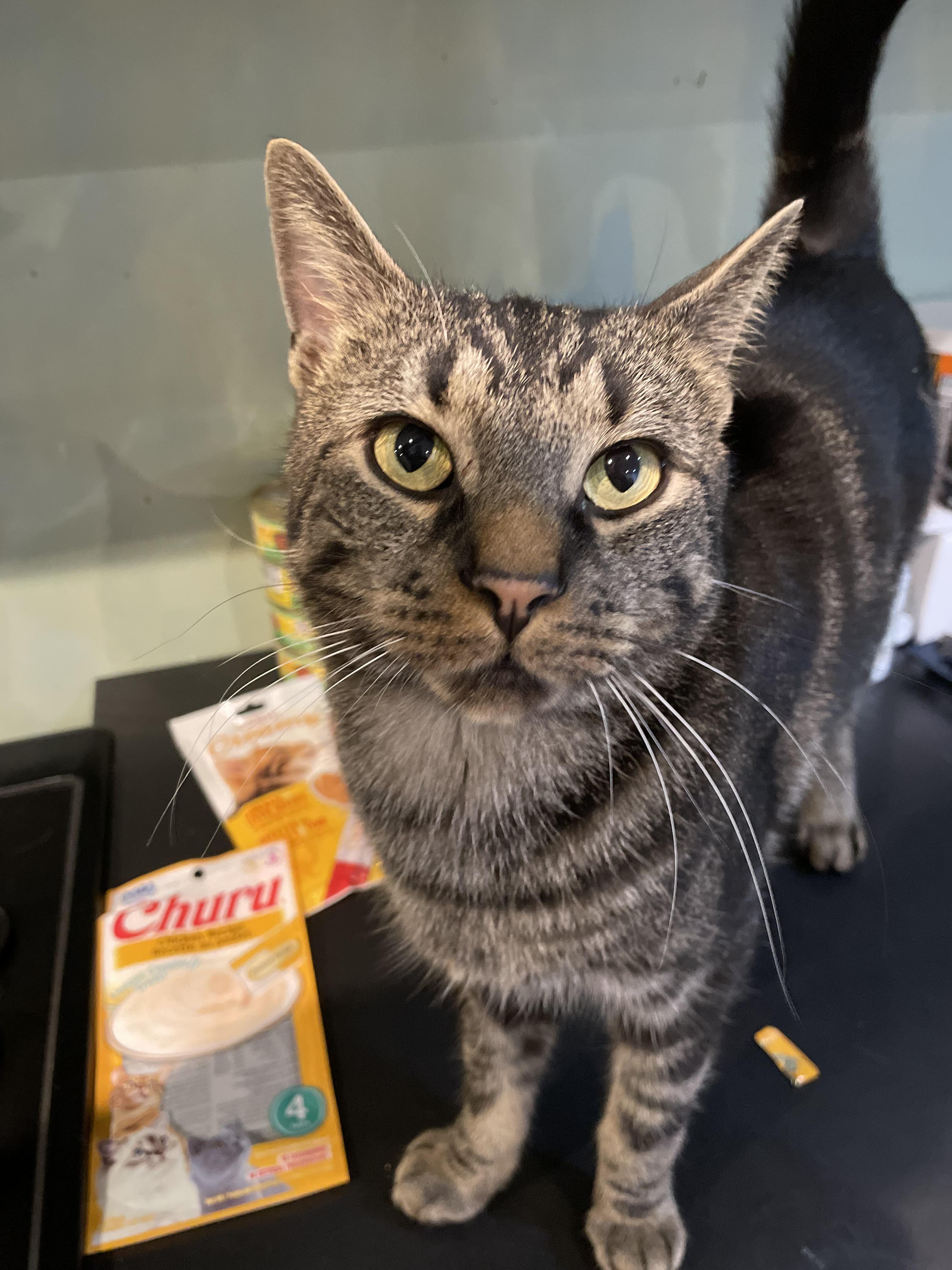 Community cat with huge mats Feral_Cats