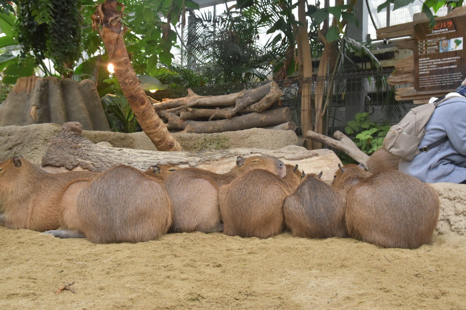 Fat Capybara Memes lazynomore