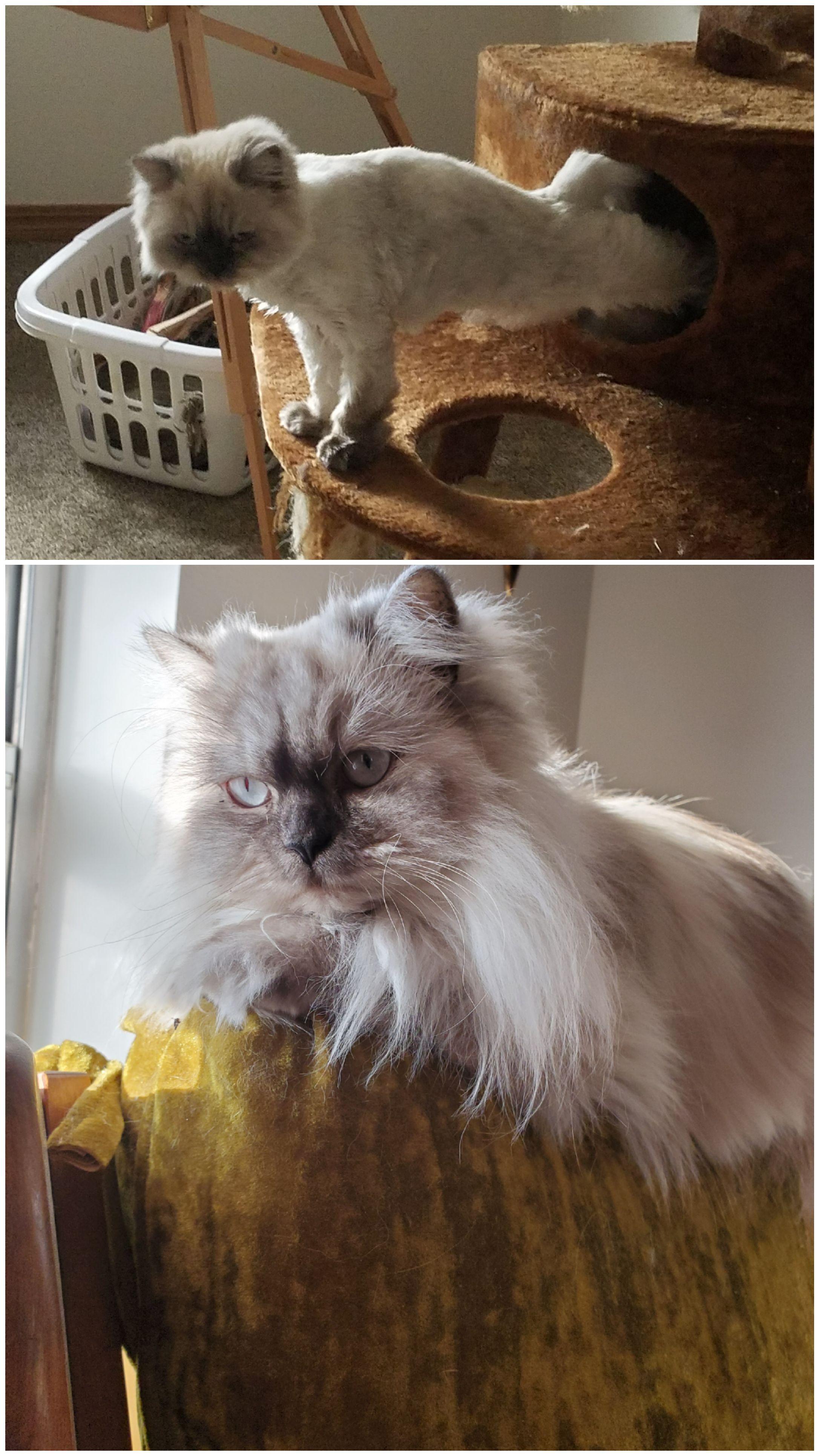 A year ago yesterday we rescued a shaved Himalayan (she was matted