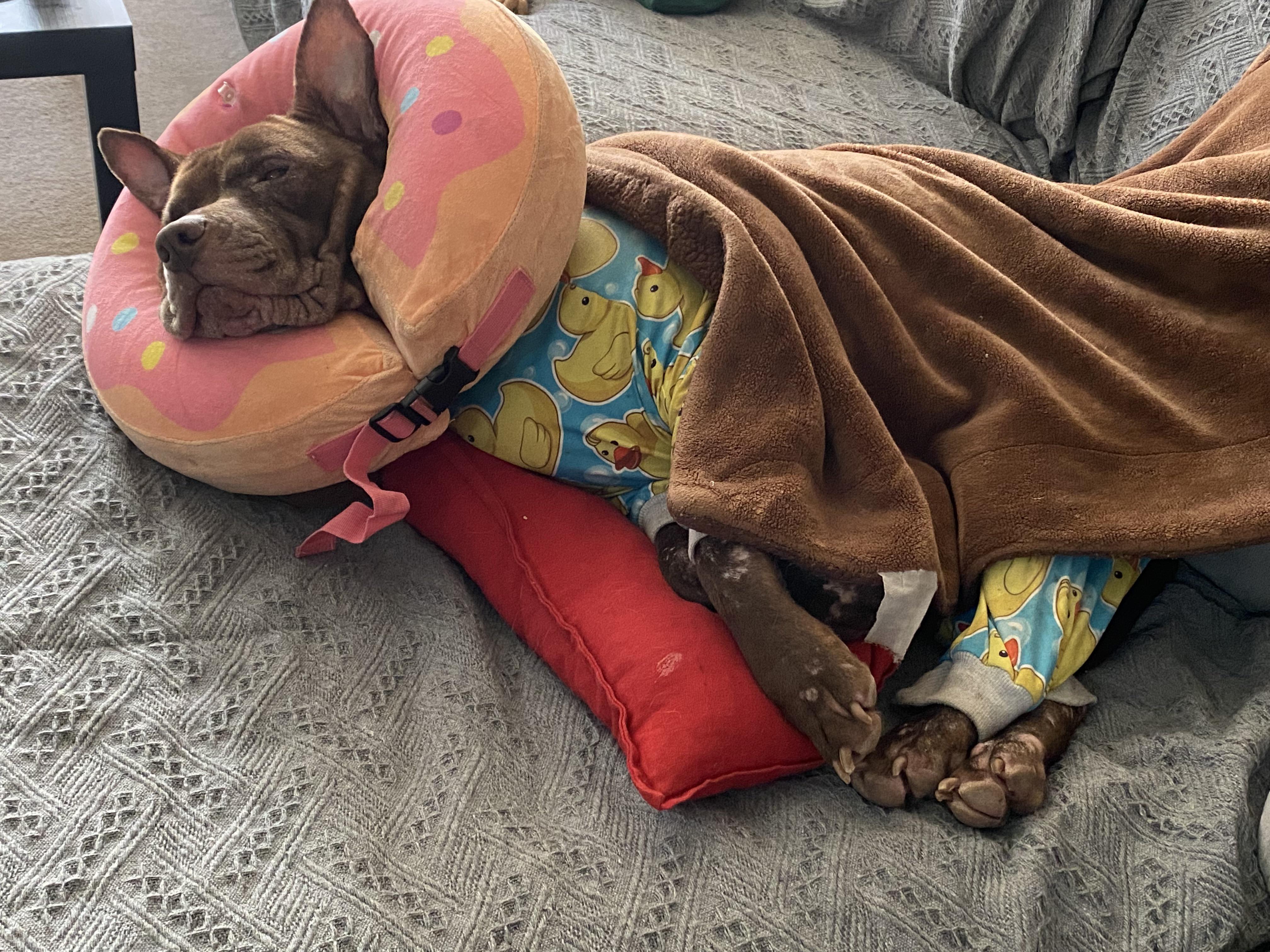 One part velvet hippo, one part fleece blanket hog r/velvethippos