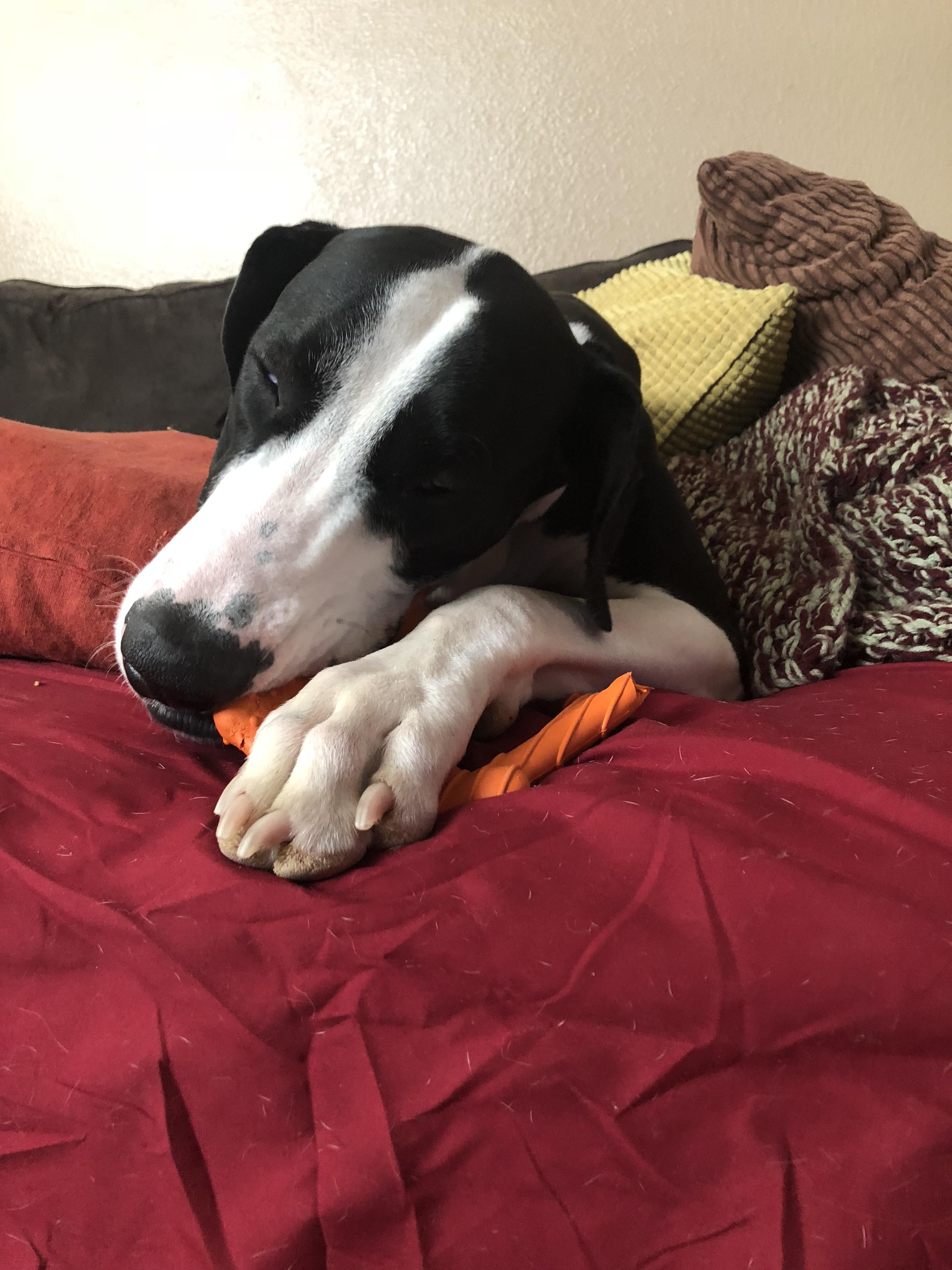 Mommy got me a new toy today, I haven’t stopped playing with it. r