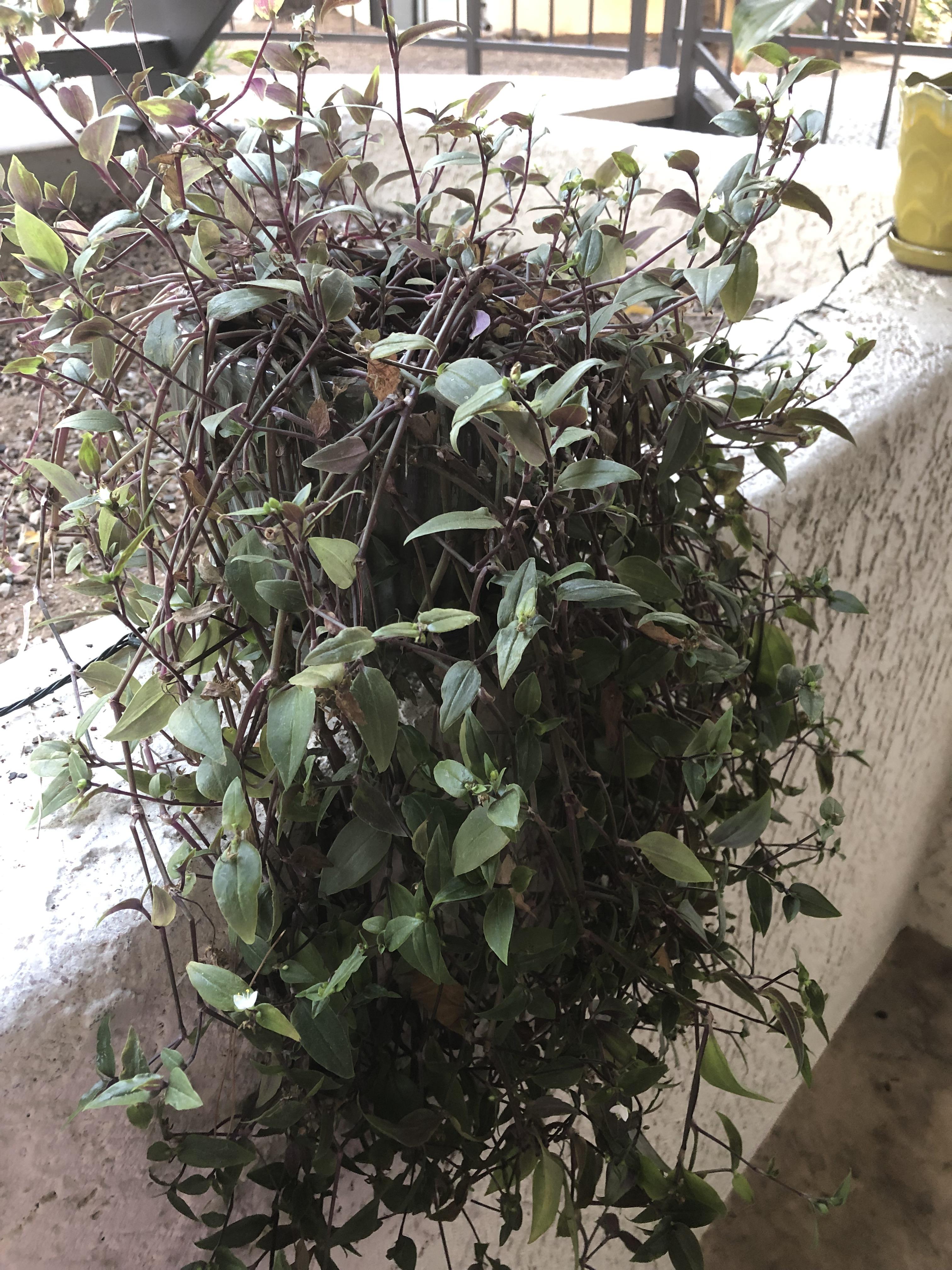 Tahitian bridal veil... I’ve tried more sun, inside or outside, more