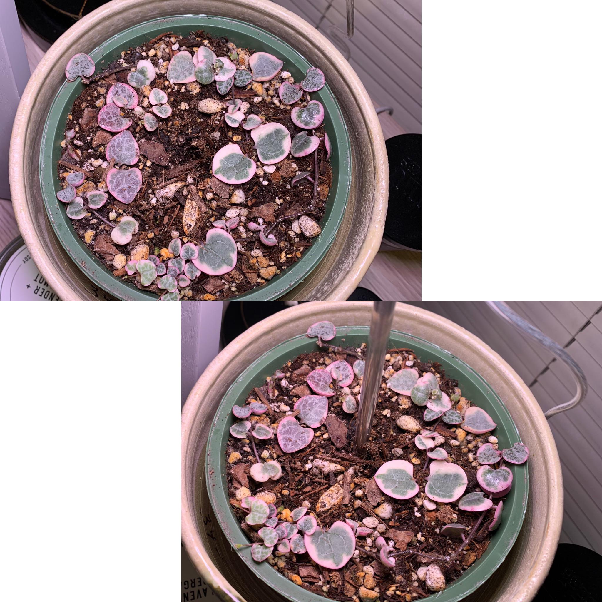 Does underwatering a SOH encourage root growth? I heard that waiting