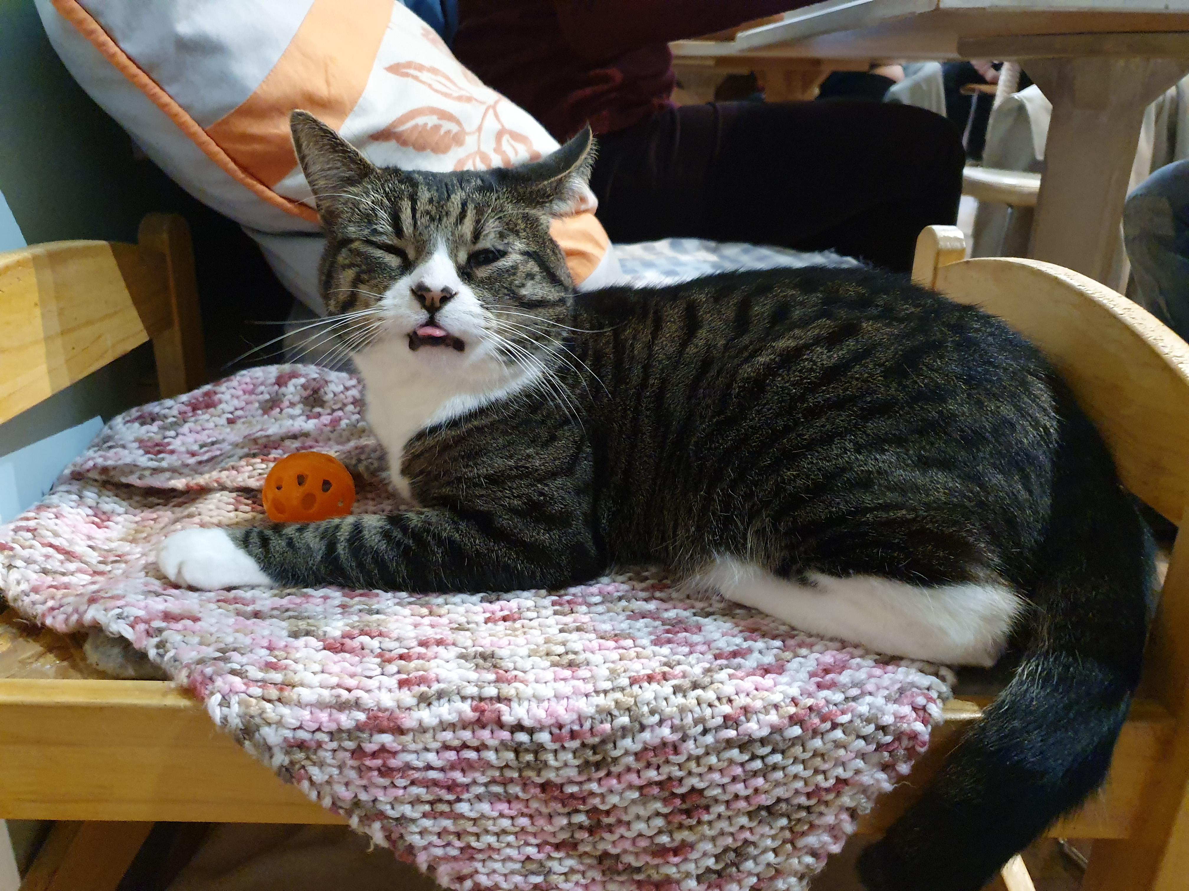 Photo from Bournemouth cat cafe , the cats love doing blep
