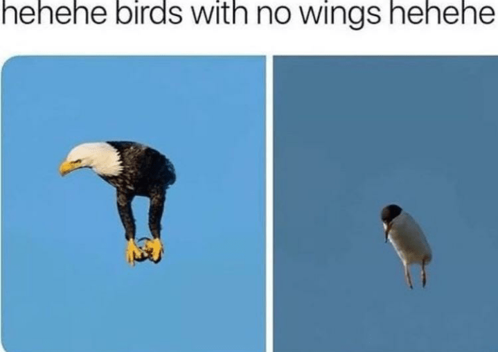 birds without wings D r/memes