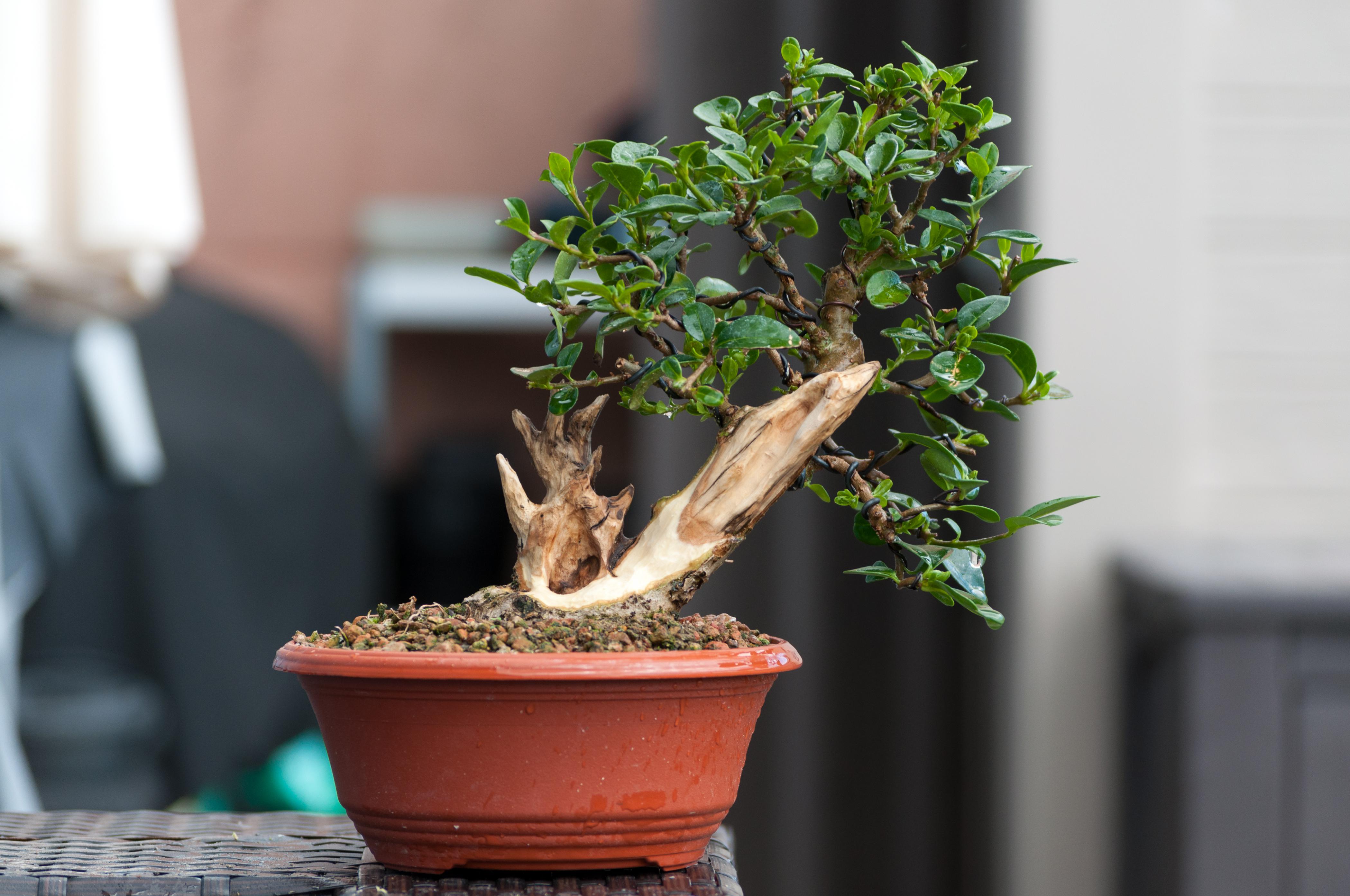 Privet carving r/Bonsai