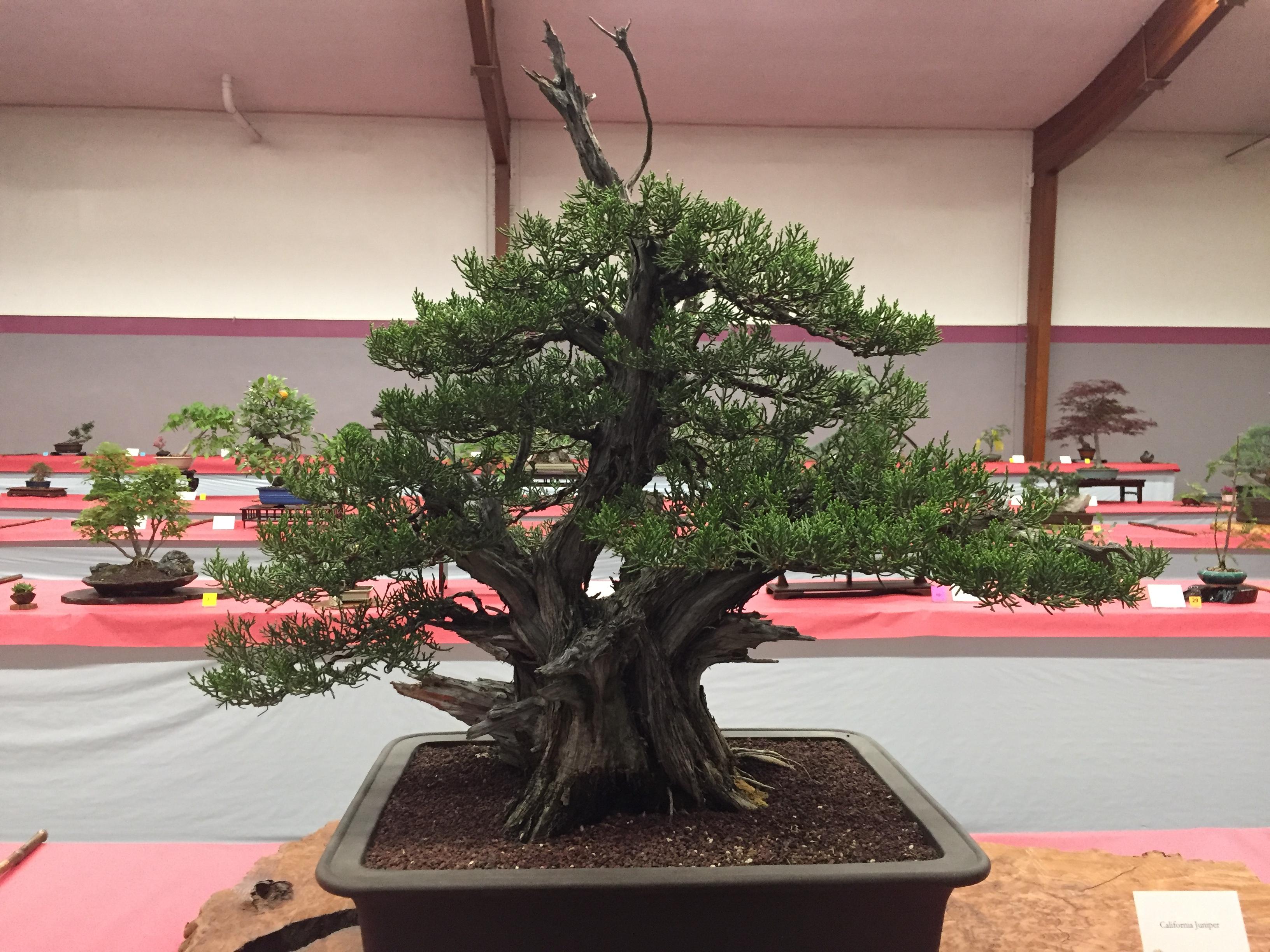 Sweet California Juniper at the Annual Spring Show by Sacramento Bonsai