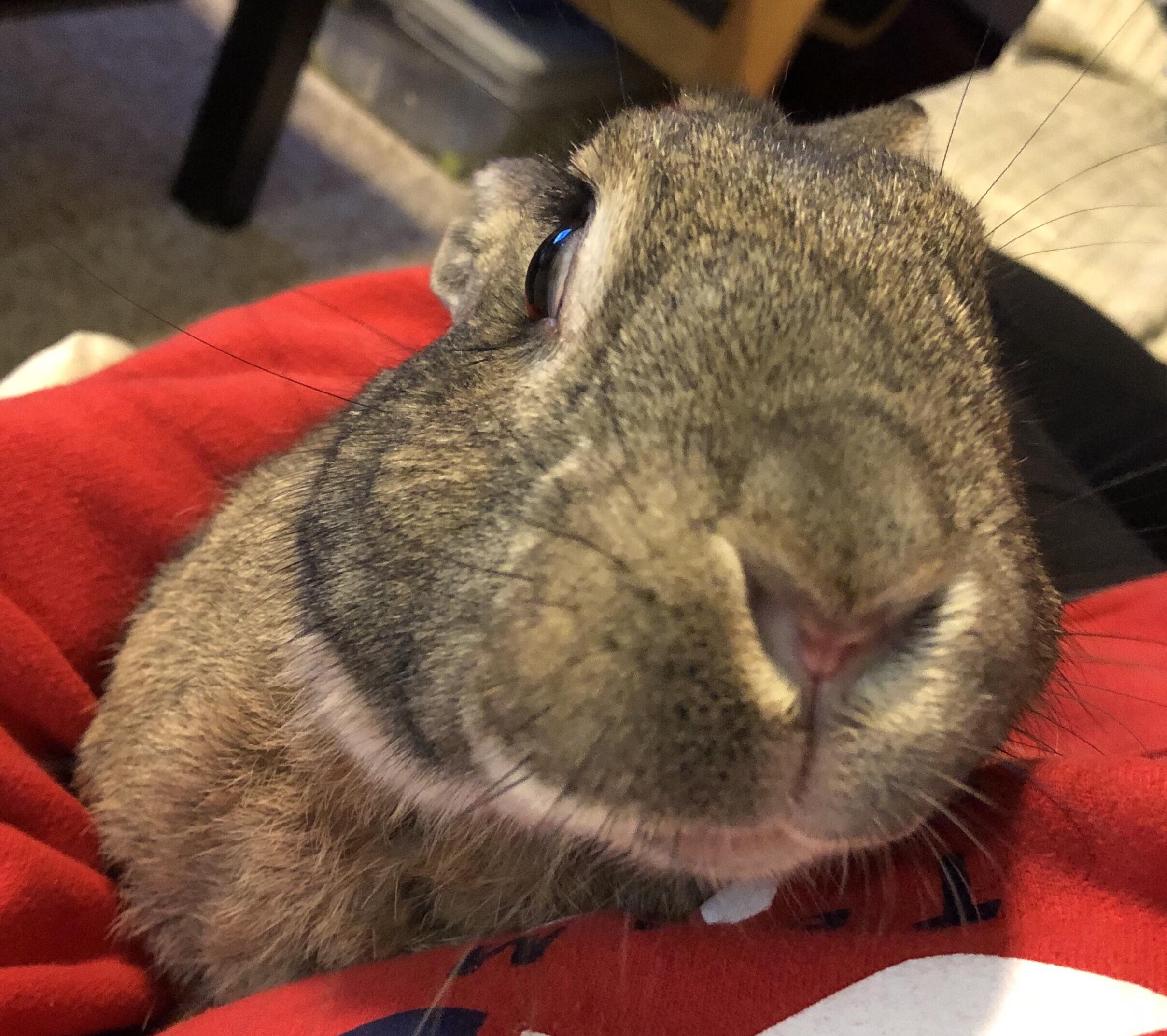 Did you fart? I smell carrots 🥕 r/Rabbits