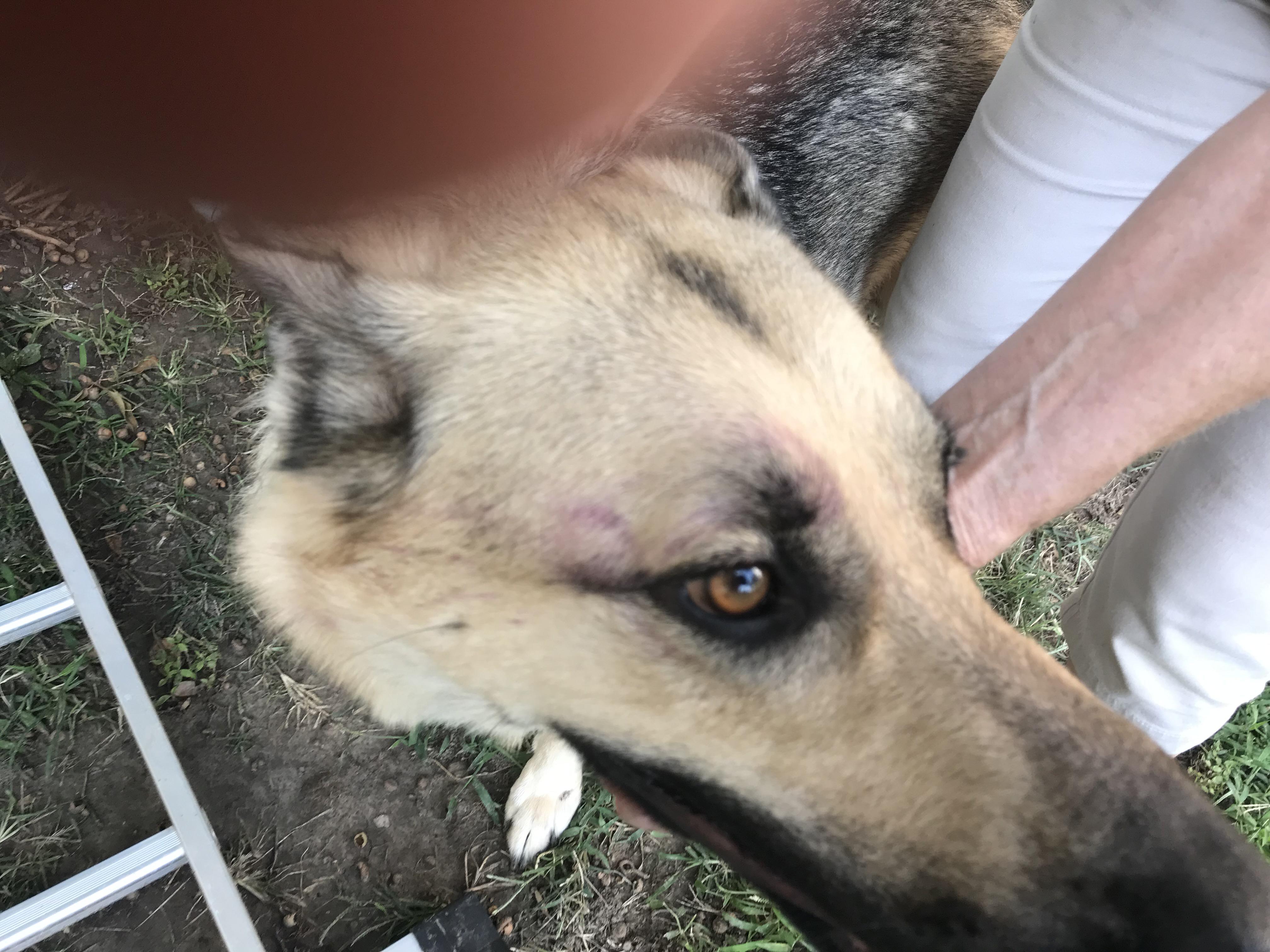 Is this from a paintball? My babysitter and grandson think someone shot