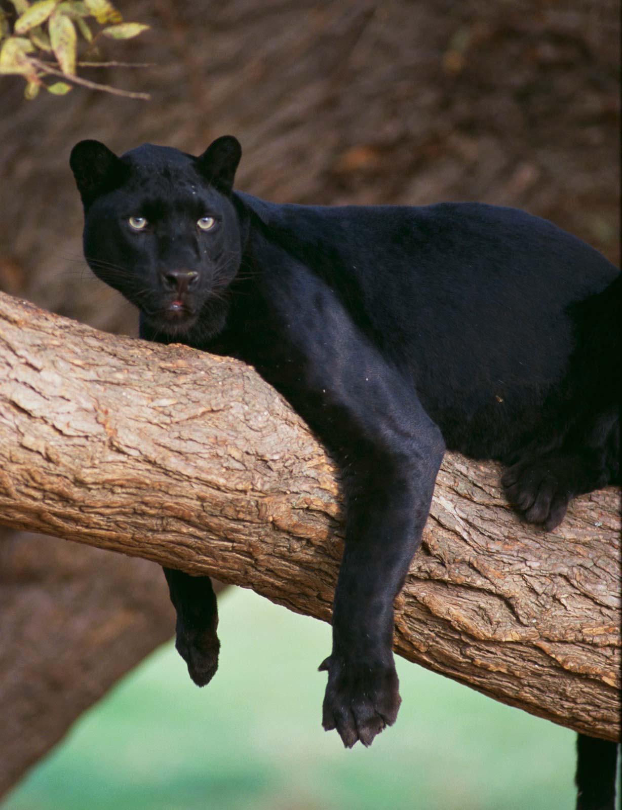 Black Panther Lounging In Tree r/hardcoreaww