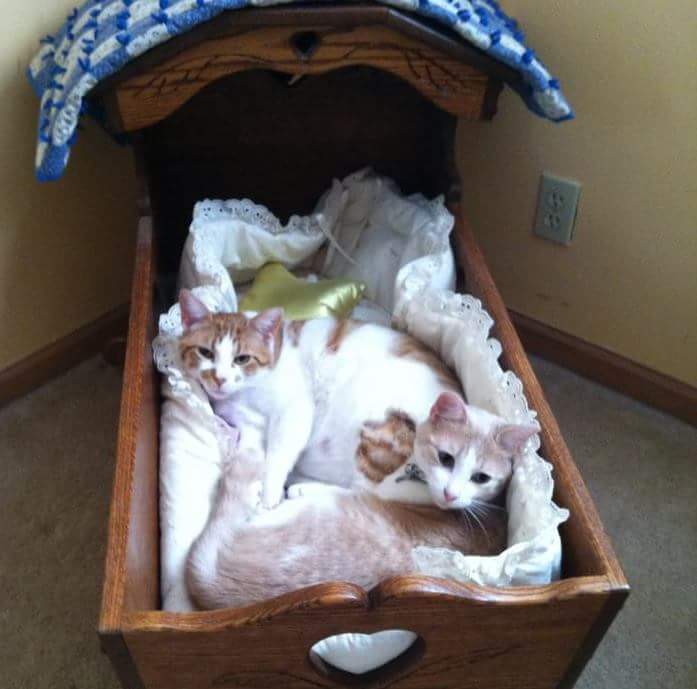 Jake and Elwood Cats in the cradle catpictures