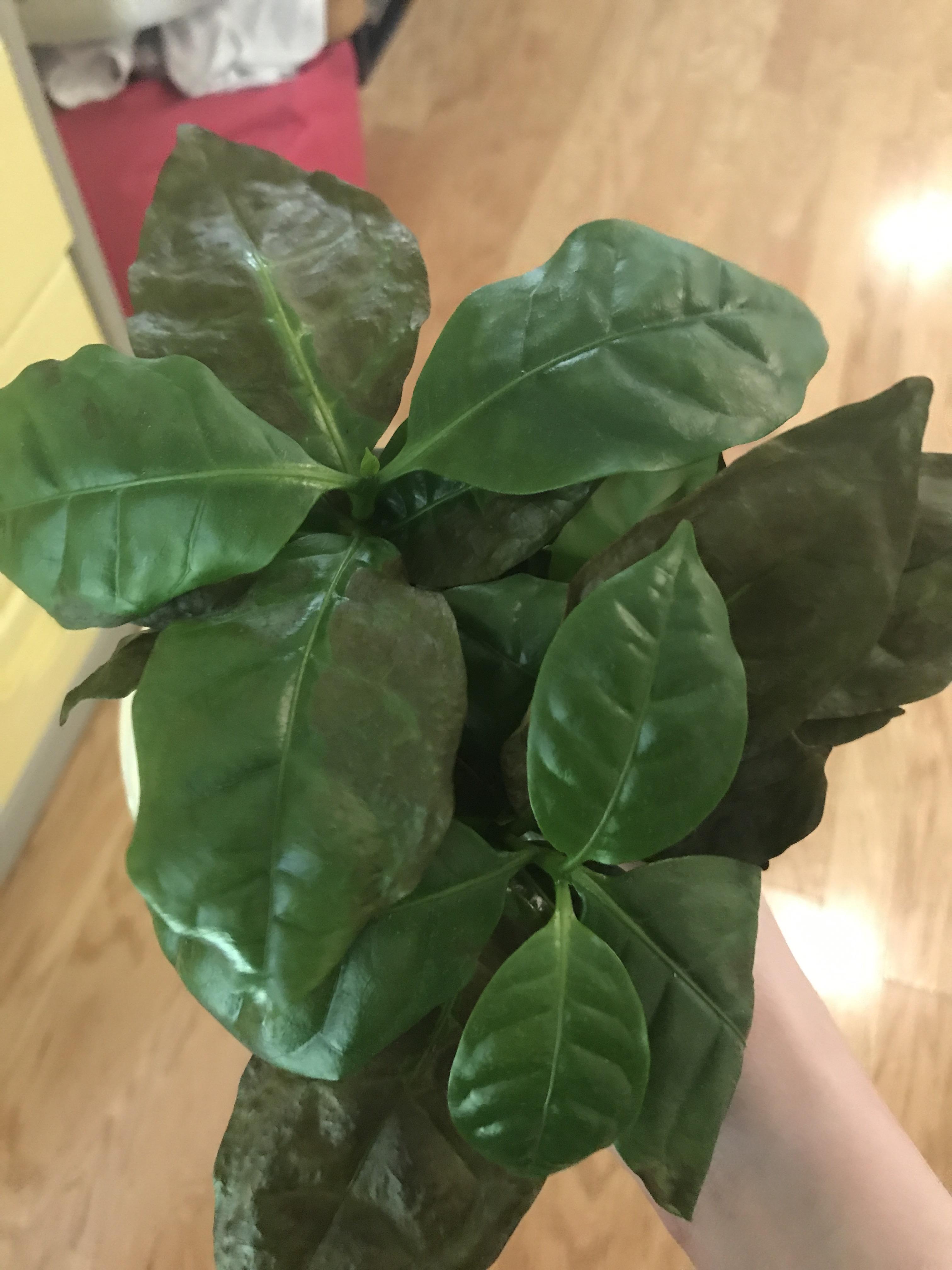 What’s wrong with my coffee plant?? r/plantclinic