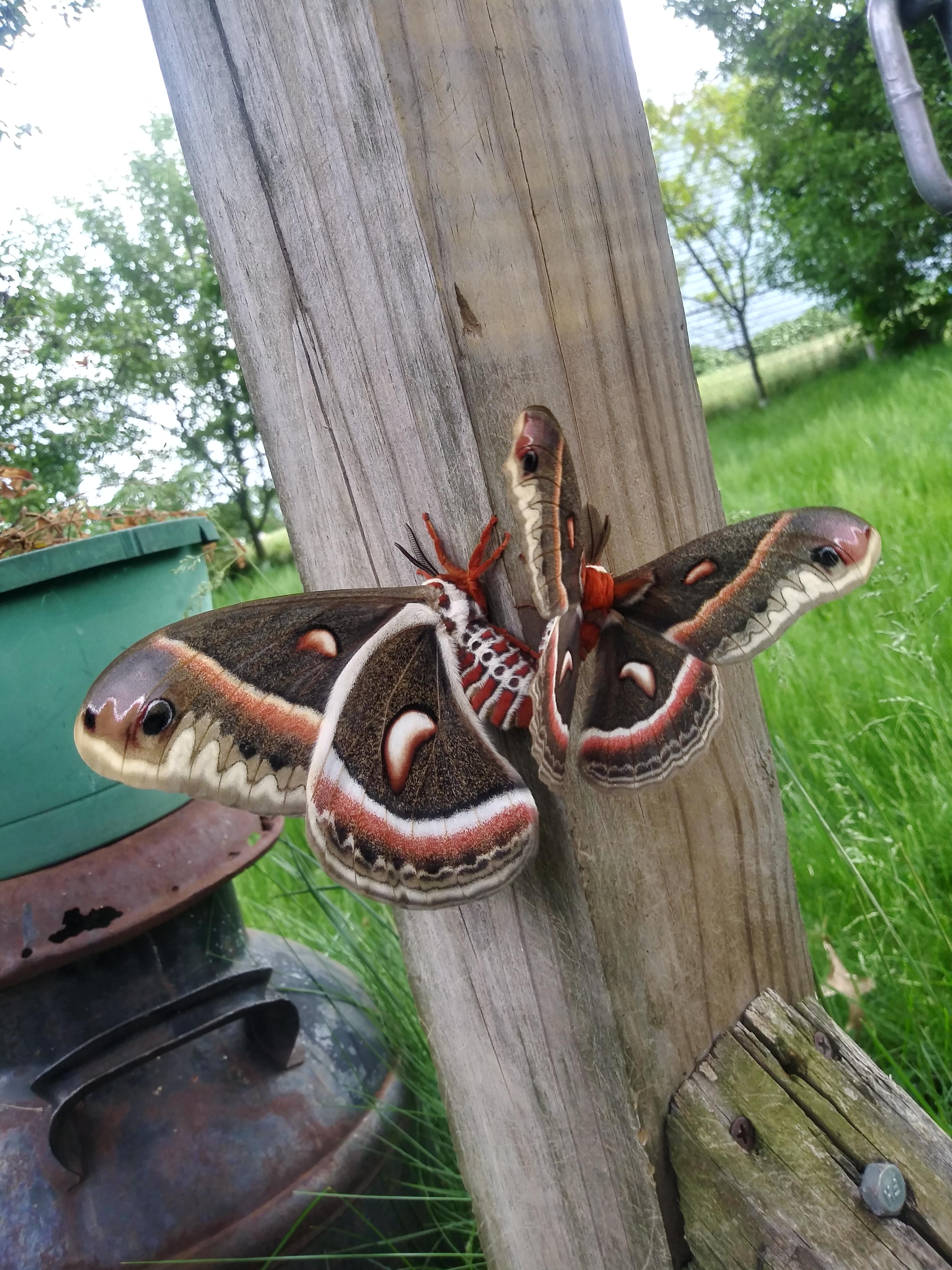Cecropia Moths are the largest native Moths in North America. Females