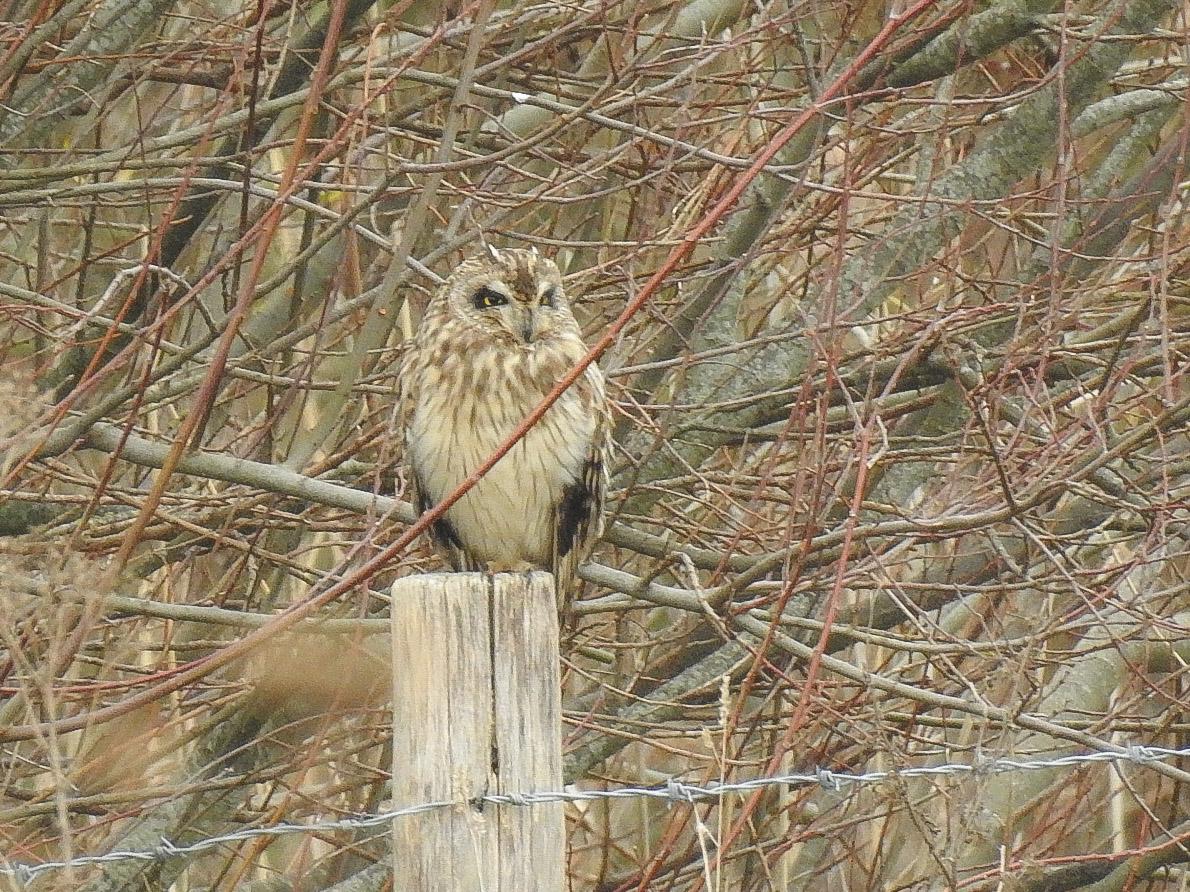 Just wanted to share the first owl pic I've ever taken. Short eared owl