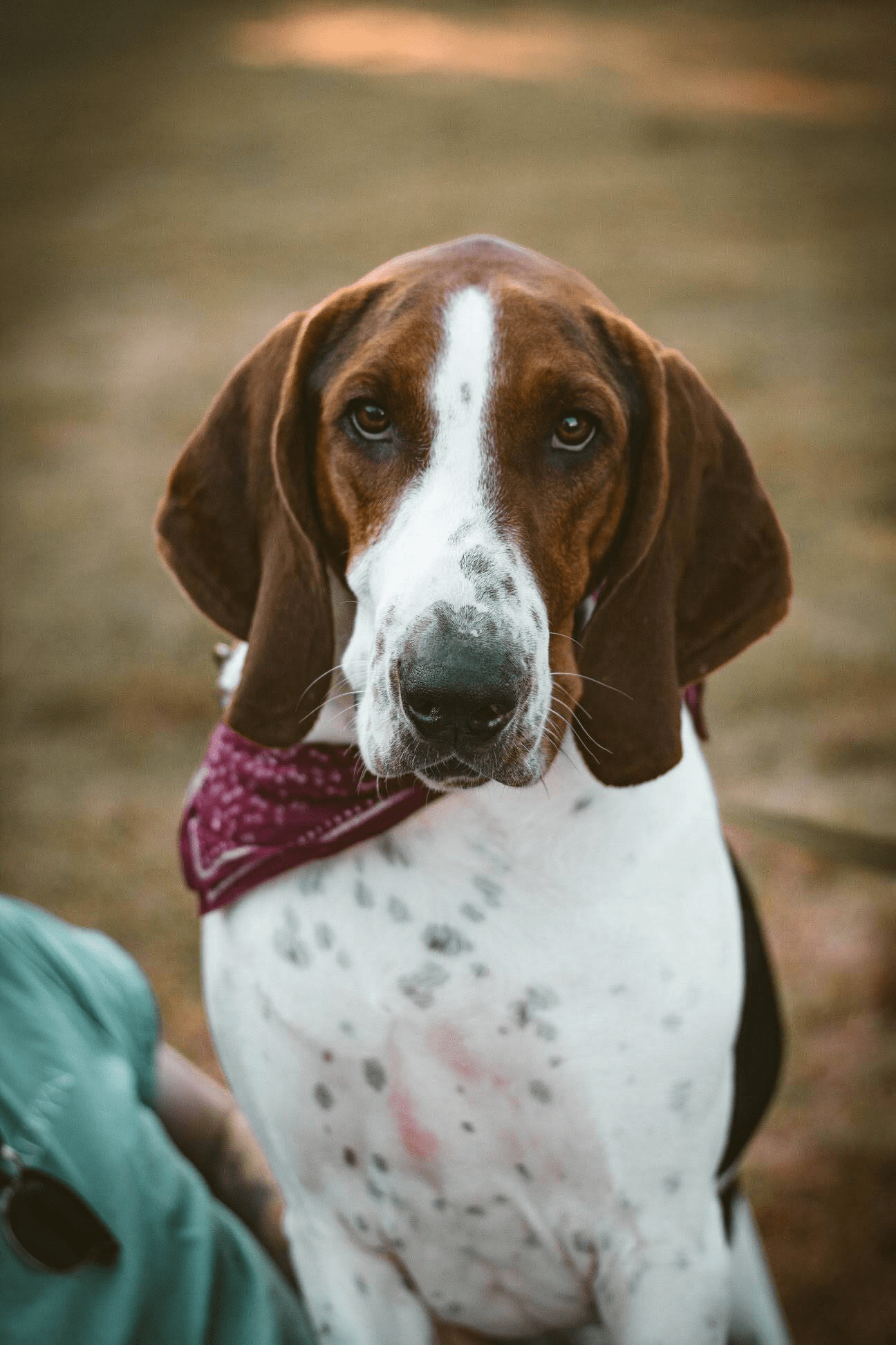 Meet Merle! ️ My newly adopted treeing walker coonhound from Kentucky