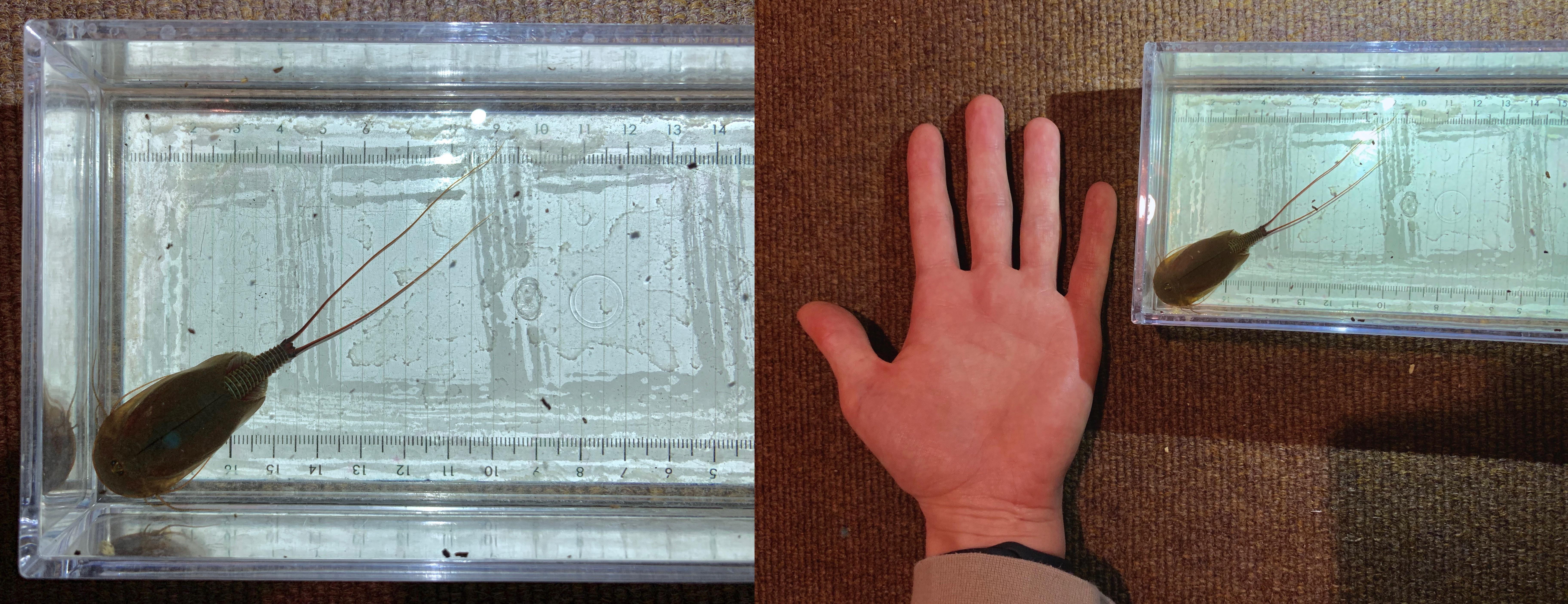 Does anyone know the species of this Triops? I tried finding the reddit post with this photo