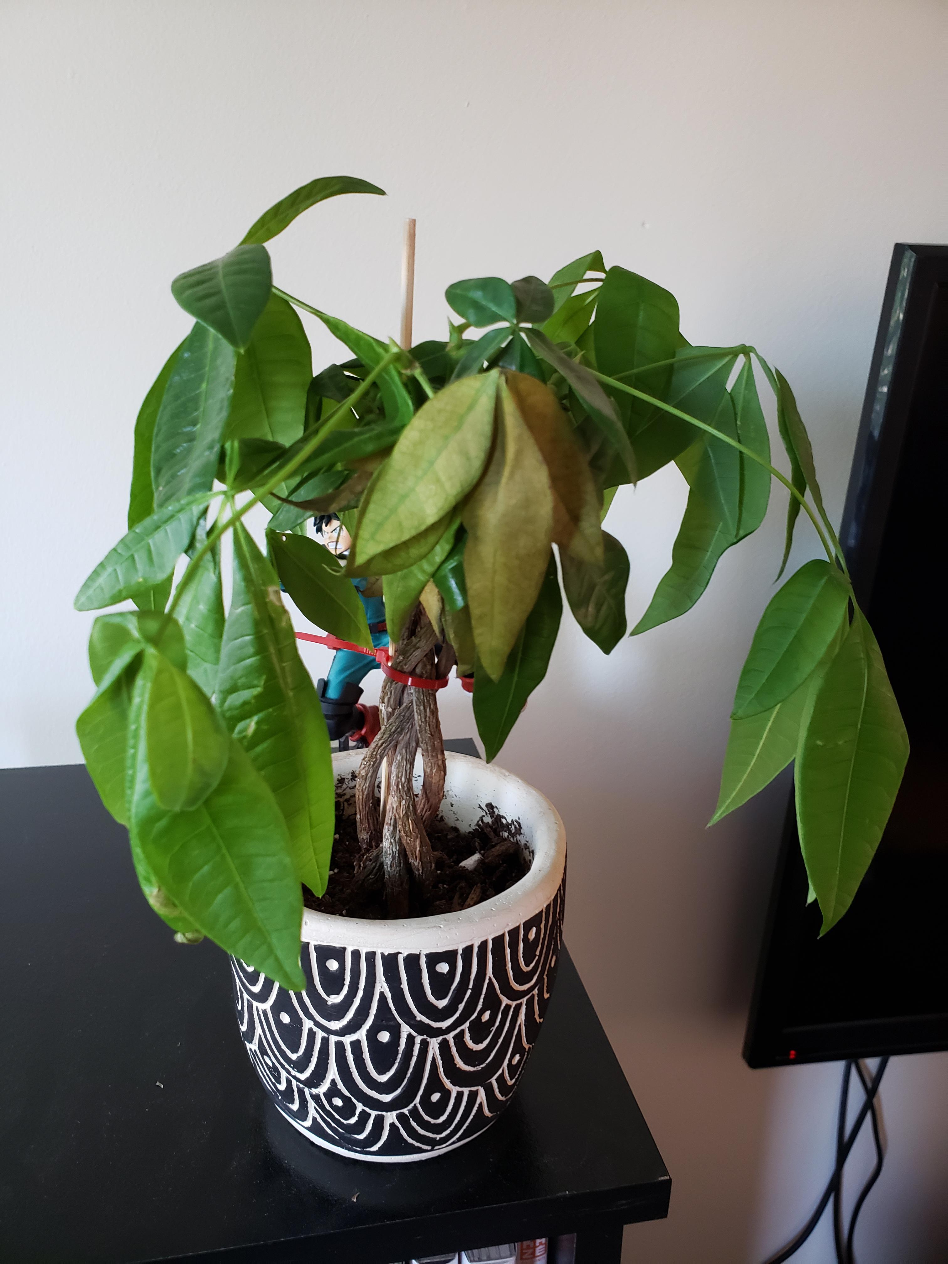Money Tree What can I do to help my droopy little guy? r/plants