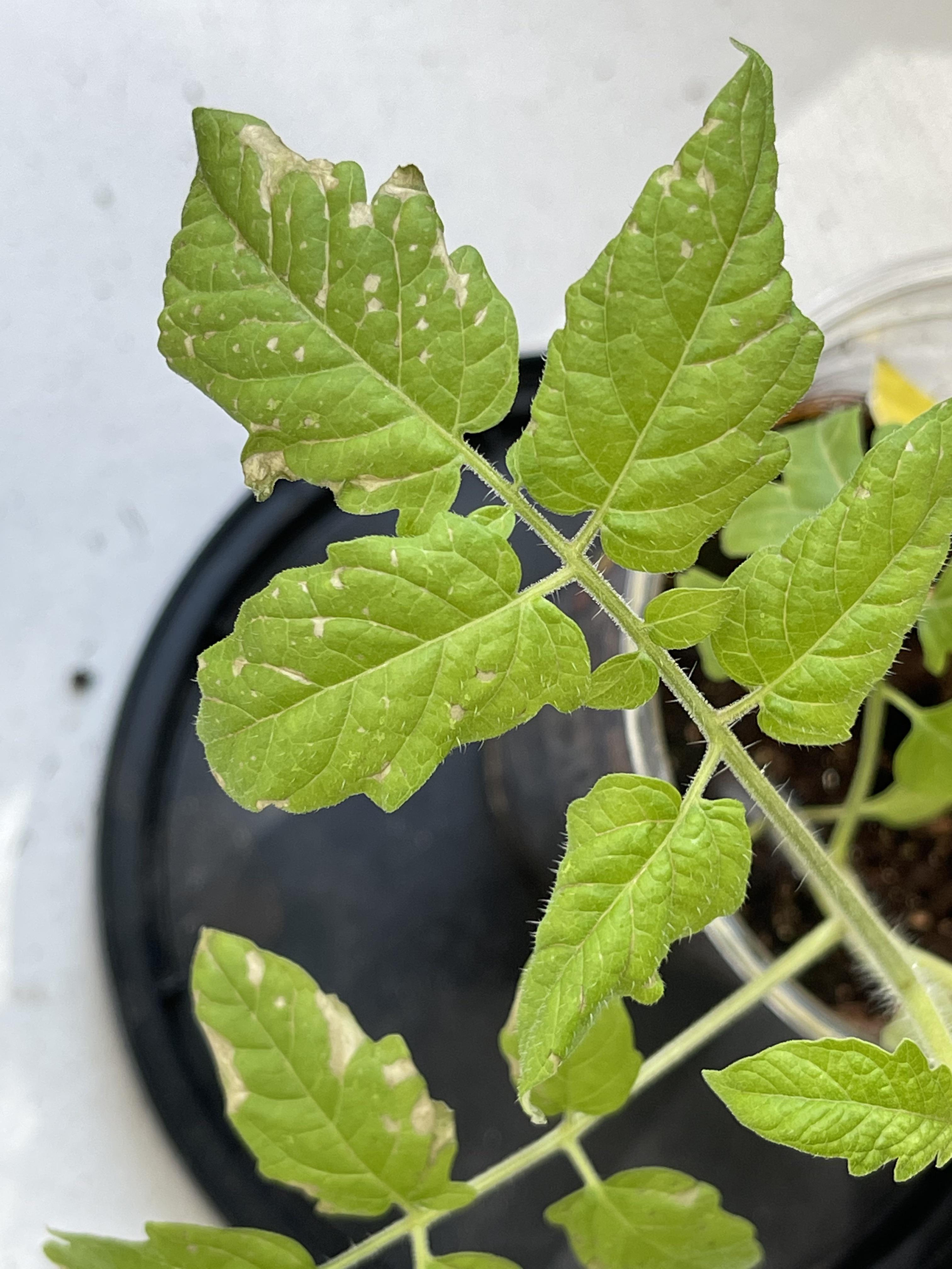 Weird spots on my tomato plant? I’m fighting off gnats right now, is