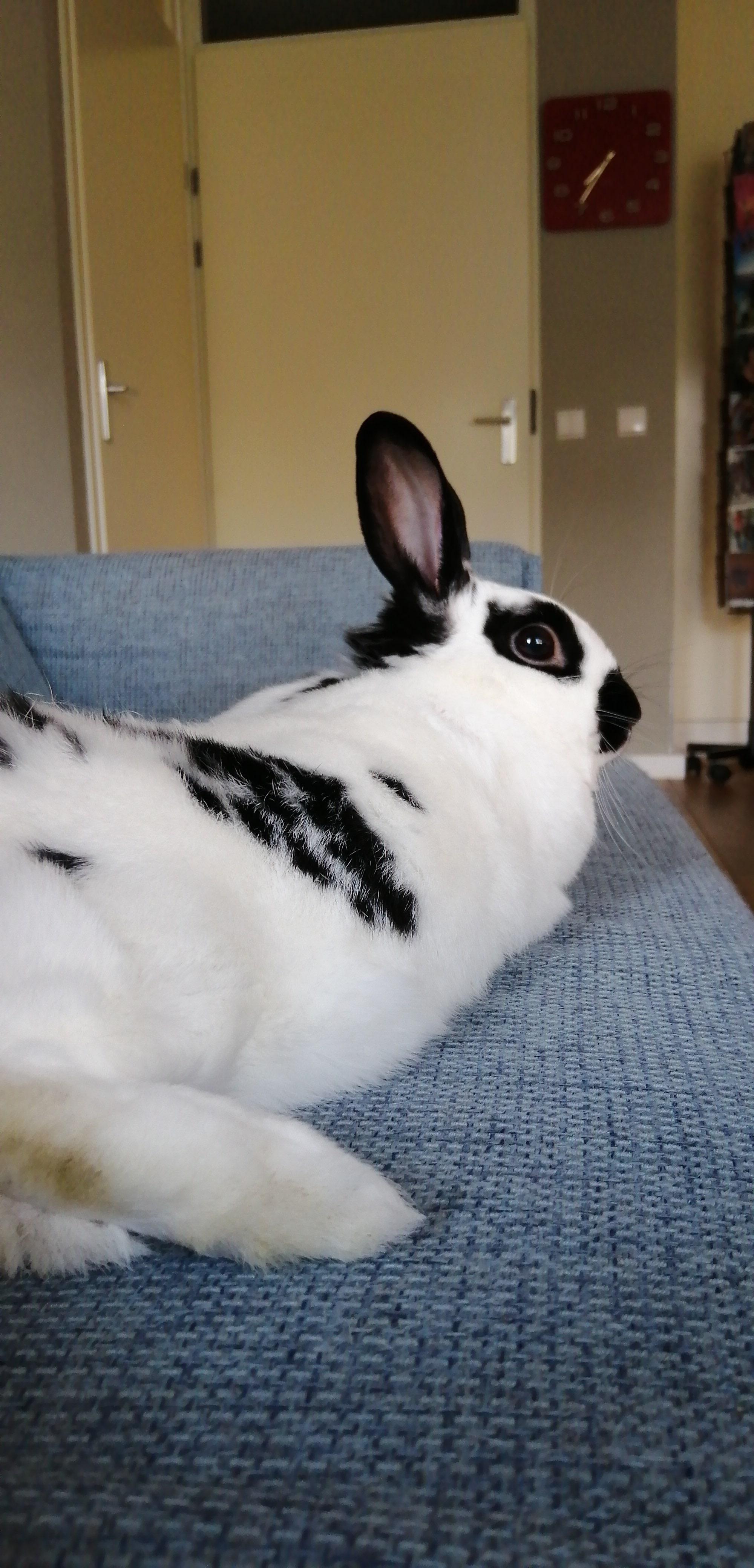 Why go to work when you can hang out with your bun on the couch? r