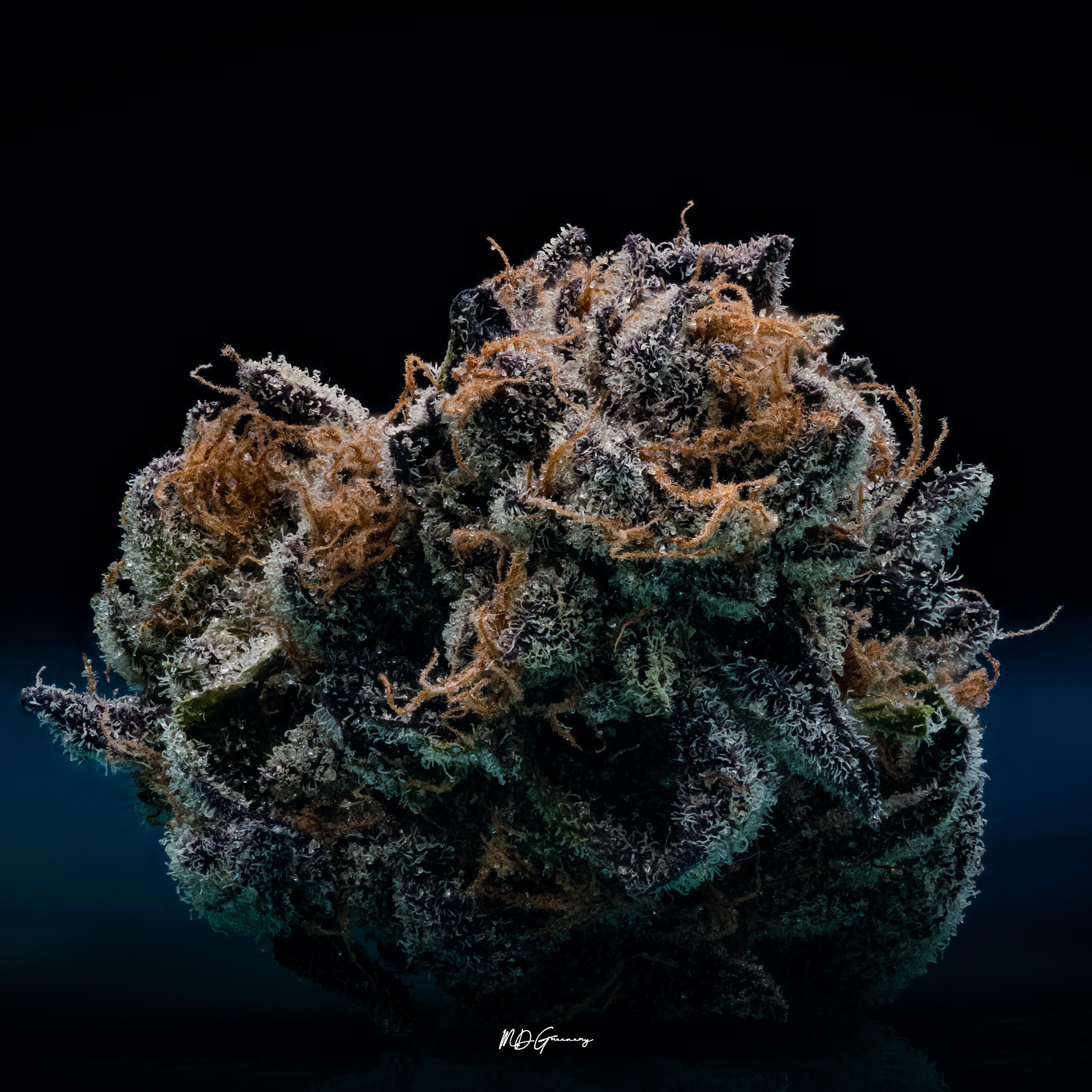 Pie Crust Trimmed Grow West r/MDEnts