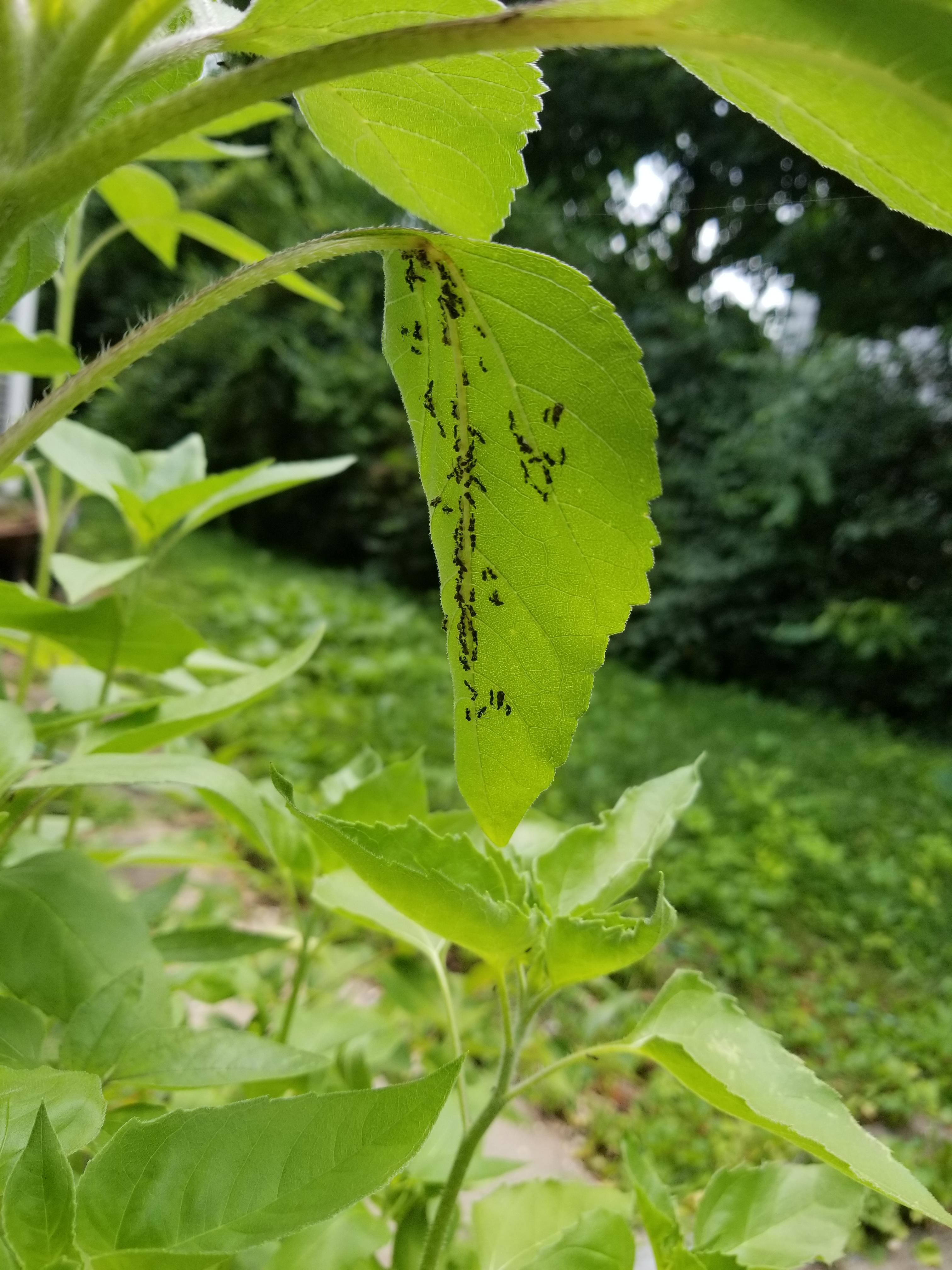 Ants on my sunflowers? r/gardening