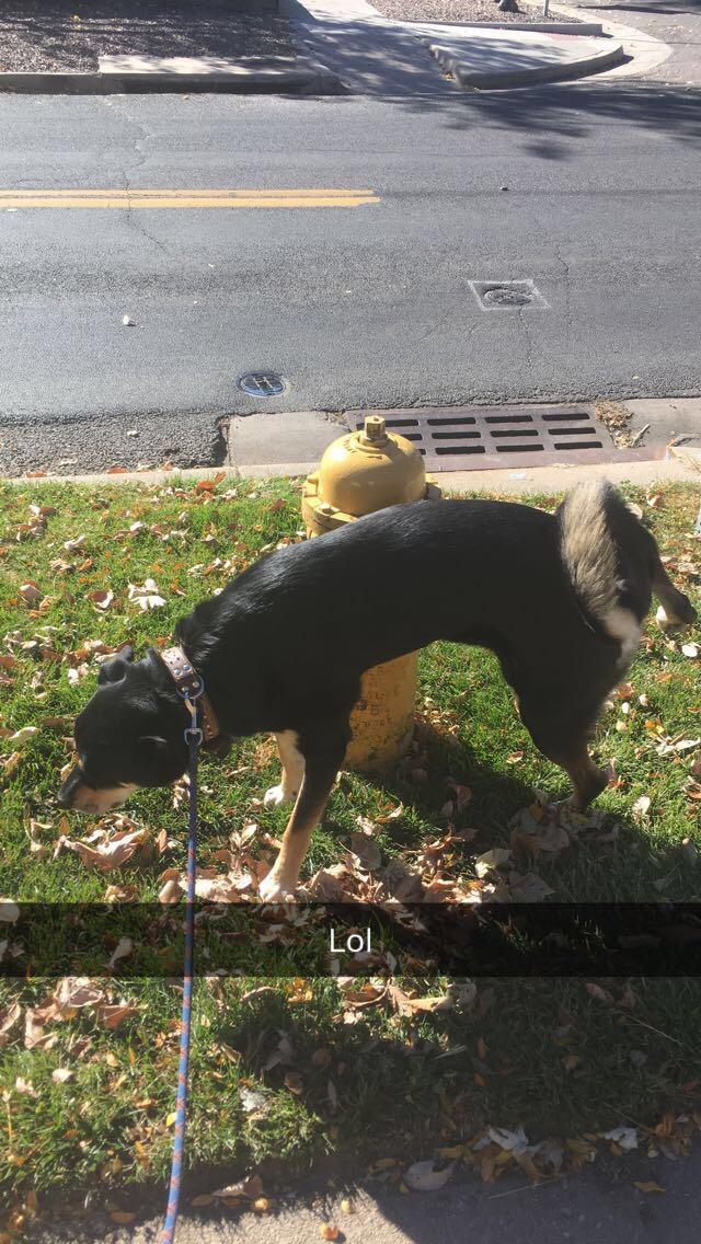My dog actually peeing on a fire hydrant r/mildlyinteresting