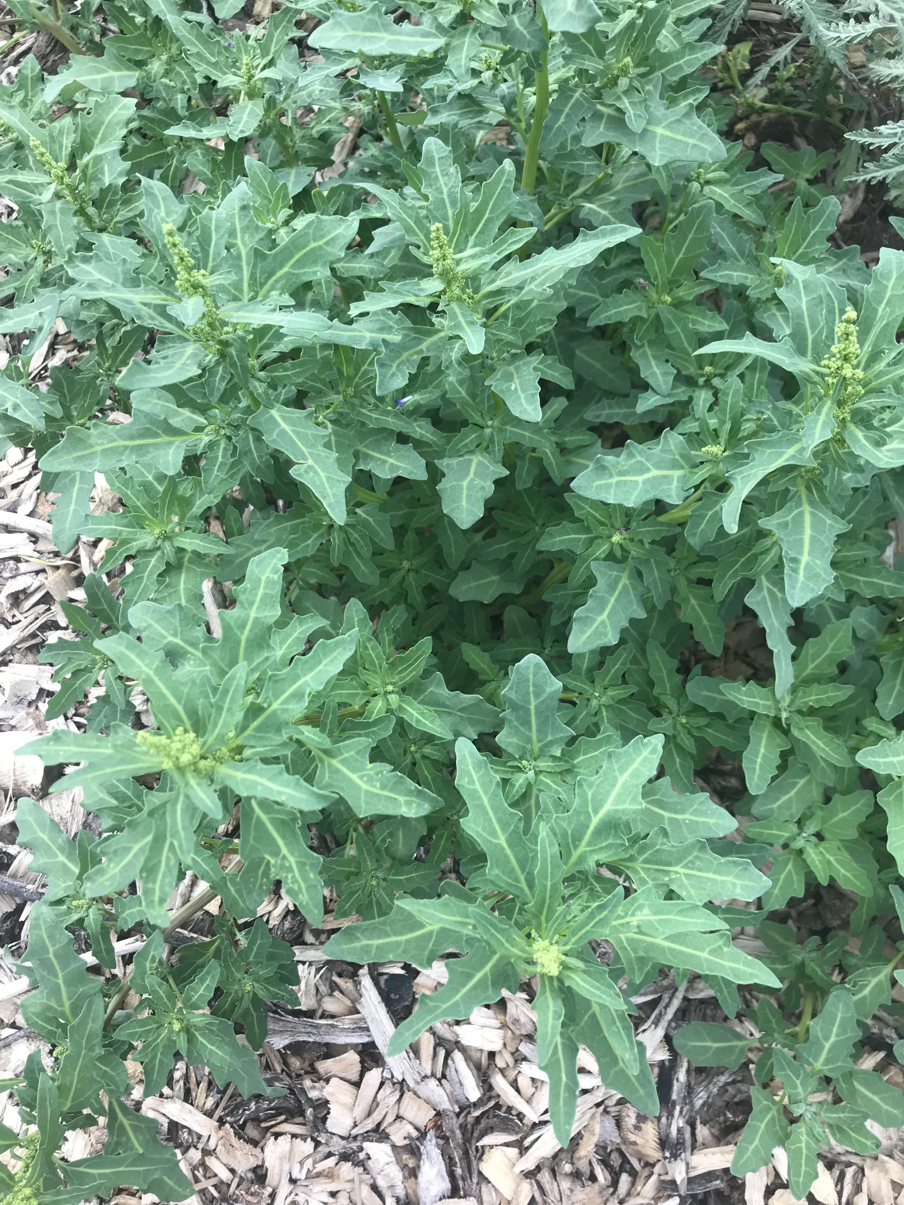 Is this a weed? Zone 5b r/whatsthisplant