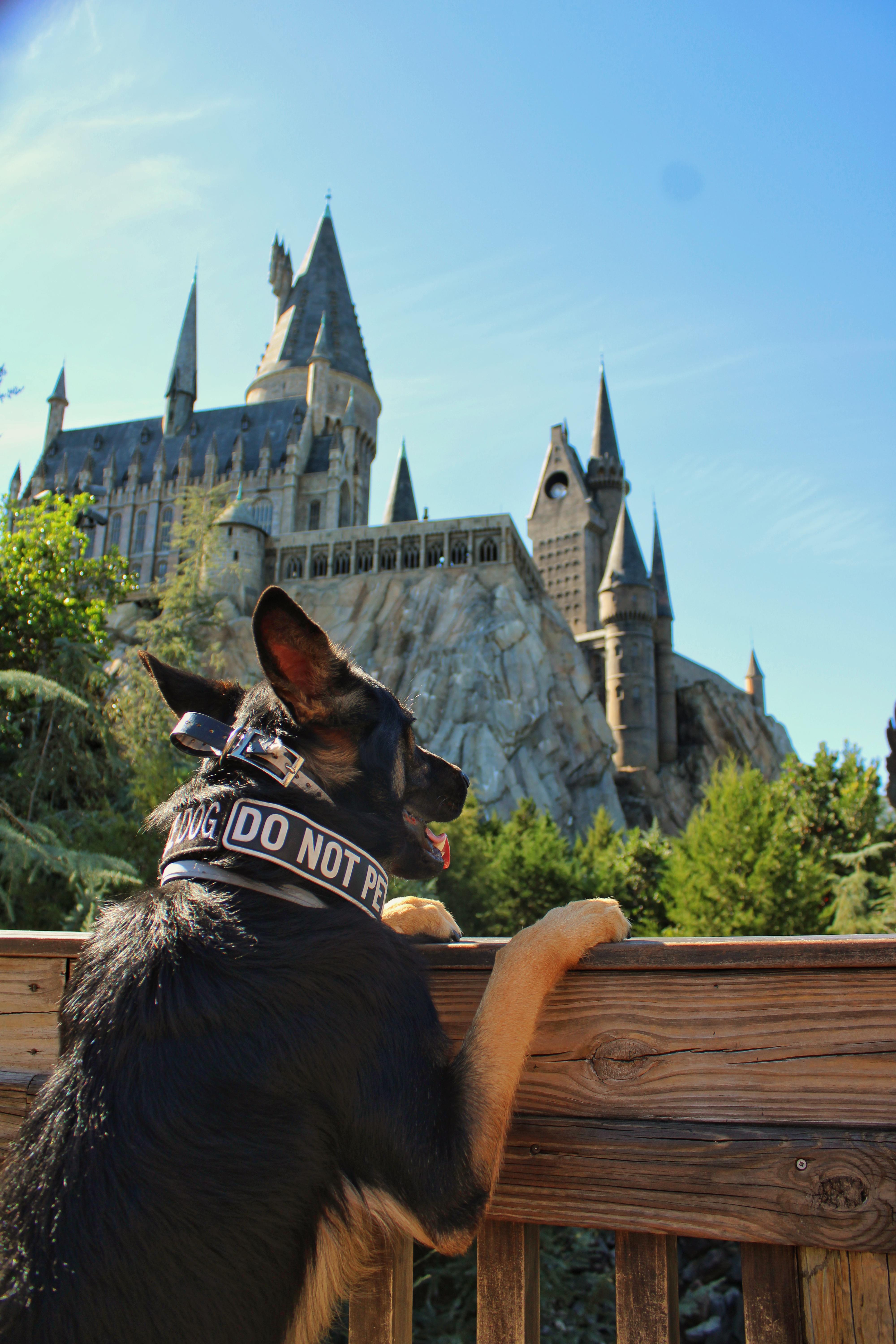 "Hogwarts will always be there to you home..." Medical Alert