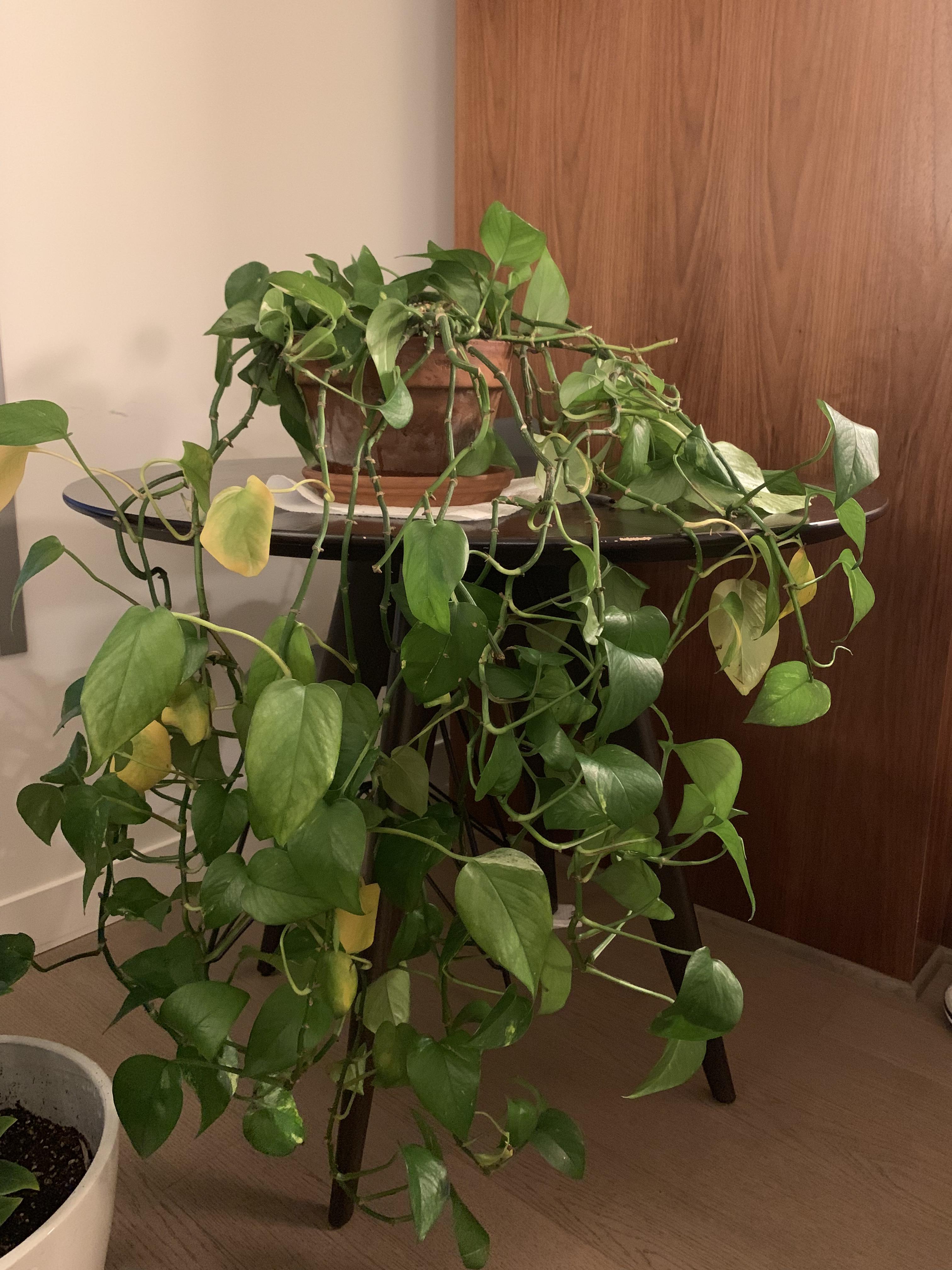 My pothos started drooping after repotting, so I decided to repot it