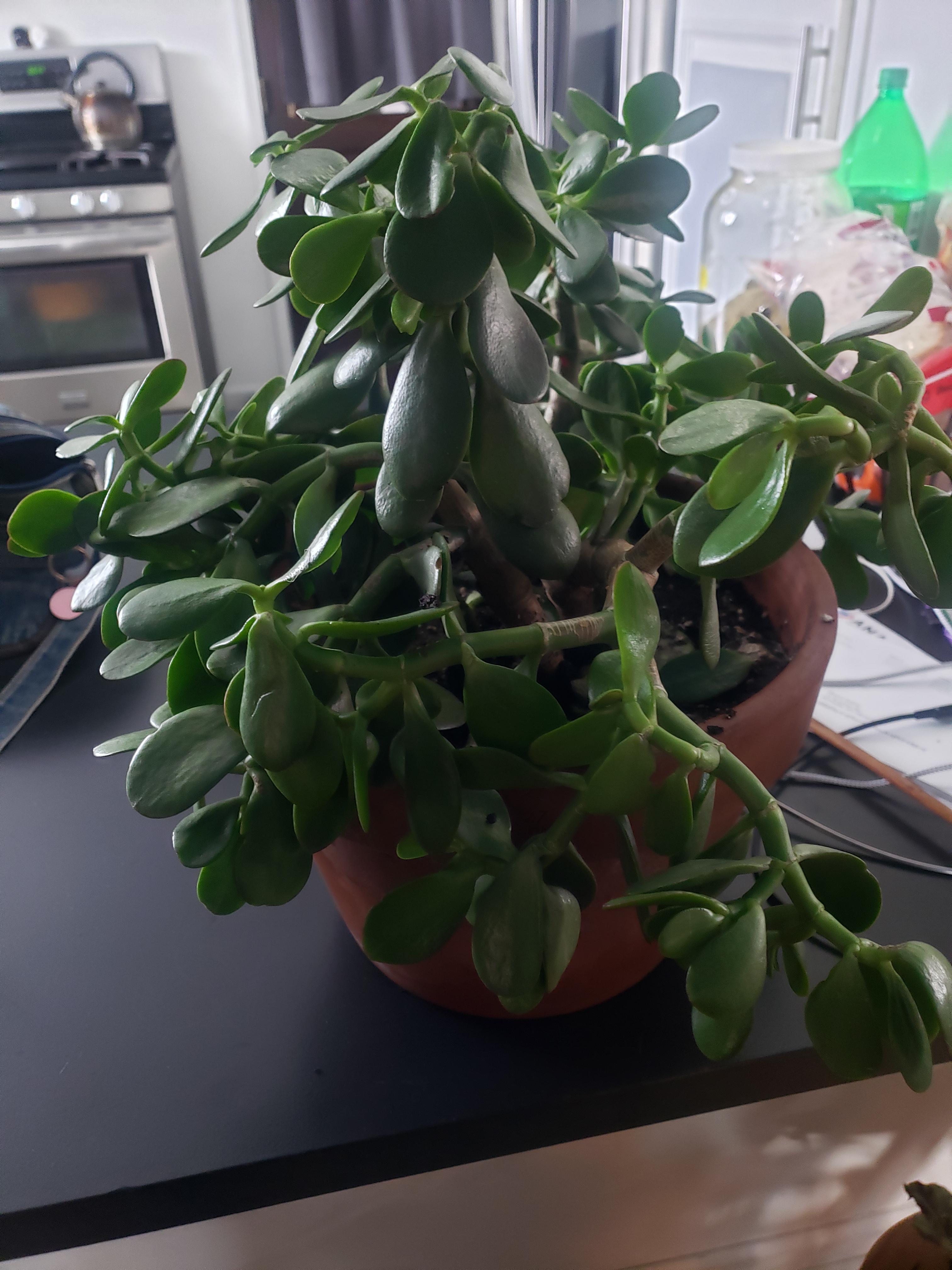 What happened to my droopy jade tree!?? She was standing tall one day