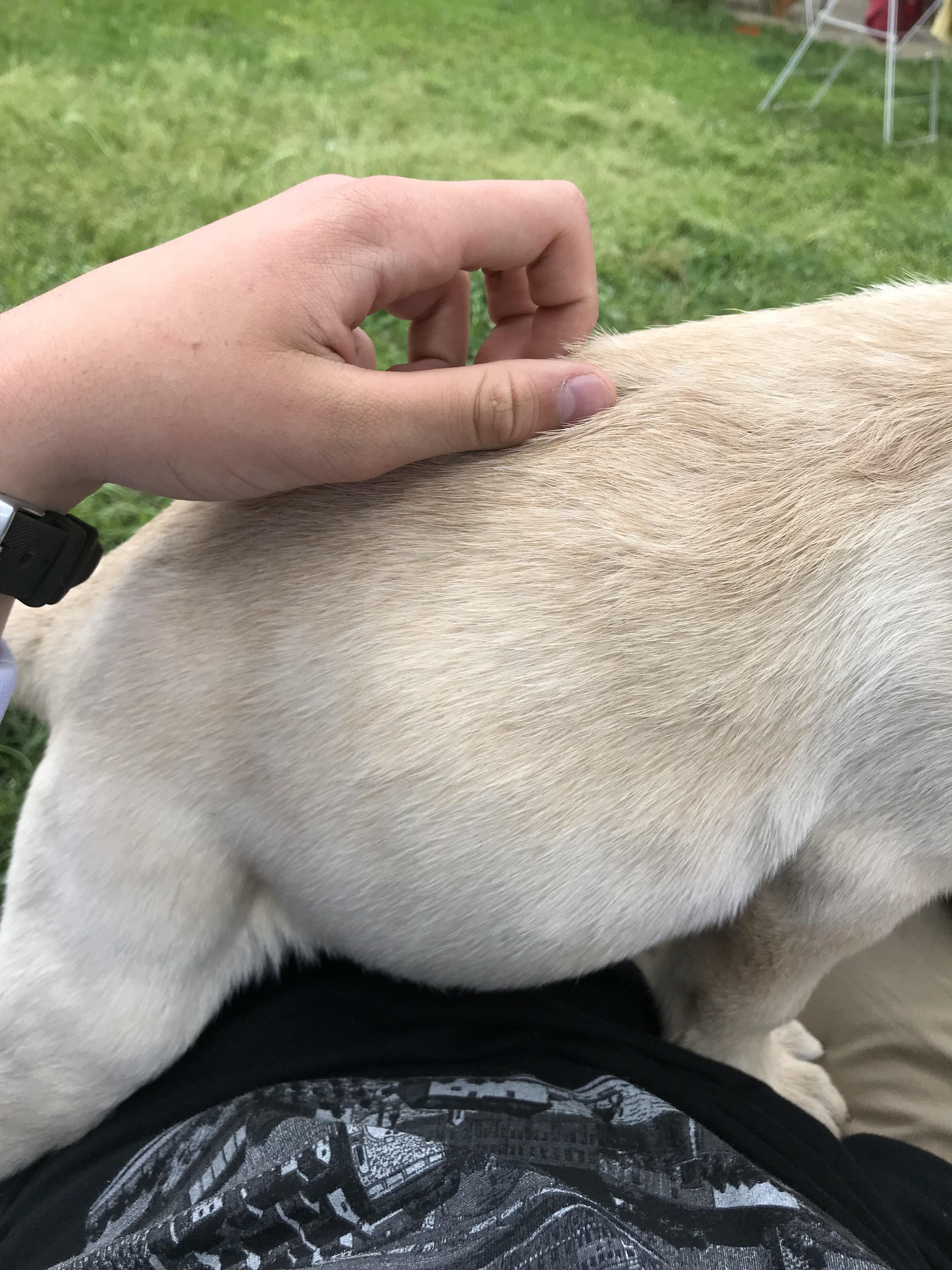 Does my new two and a half month old lab have bloat? I’ve noticed he’s
