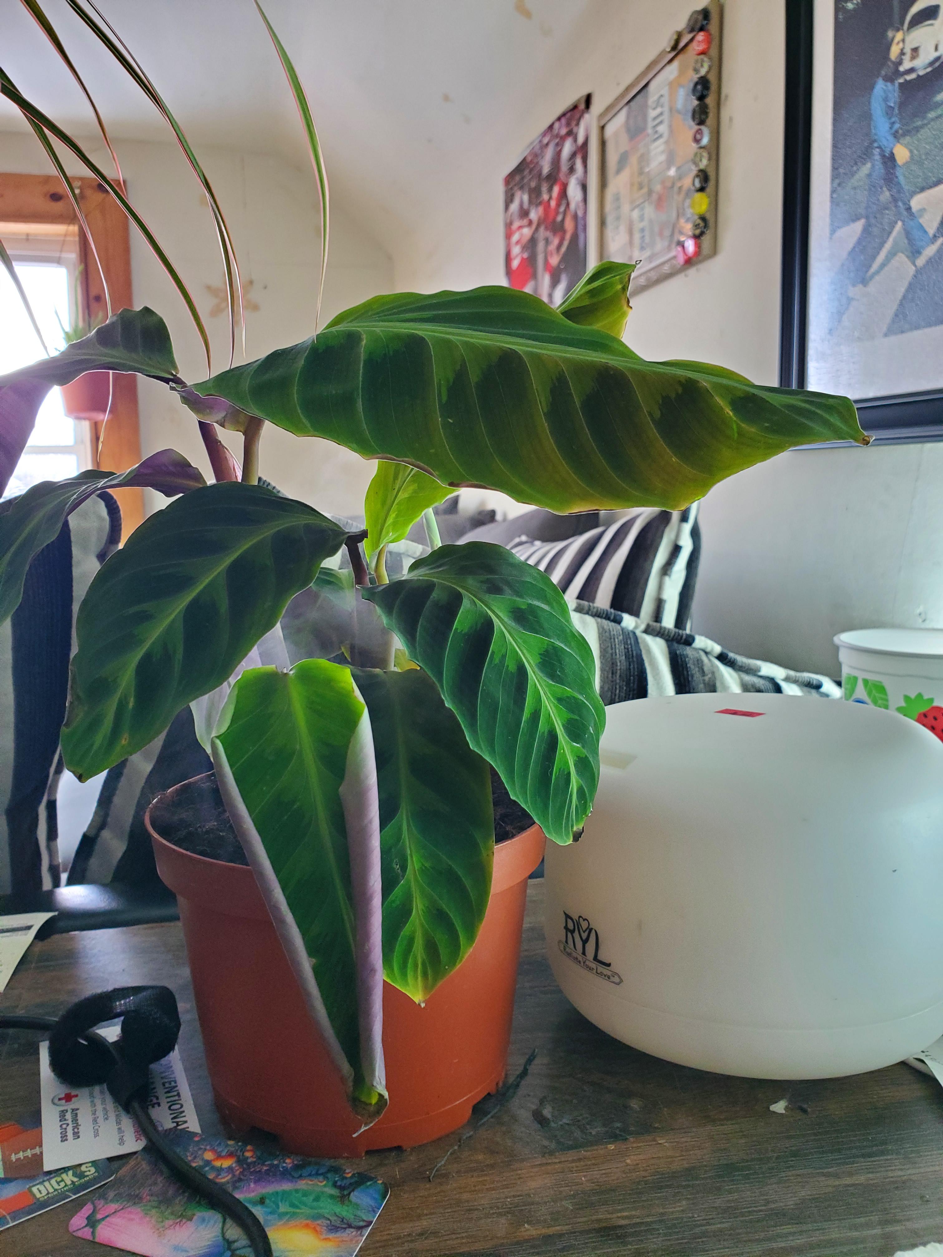 Was wondering if it's okay to have this humidifier right on it. This